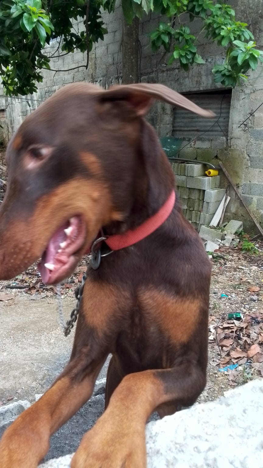 animales y mascotas - perro doverman 