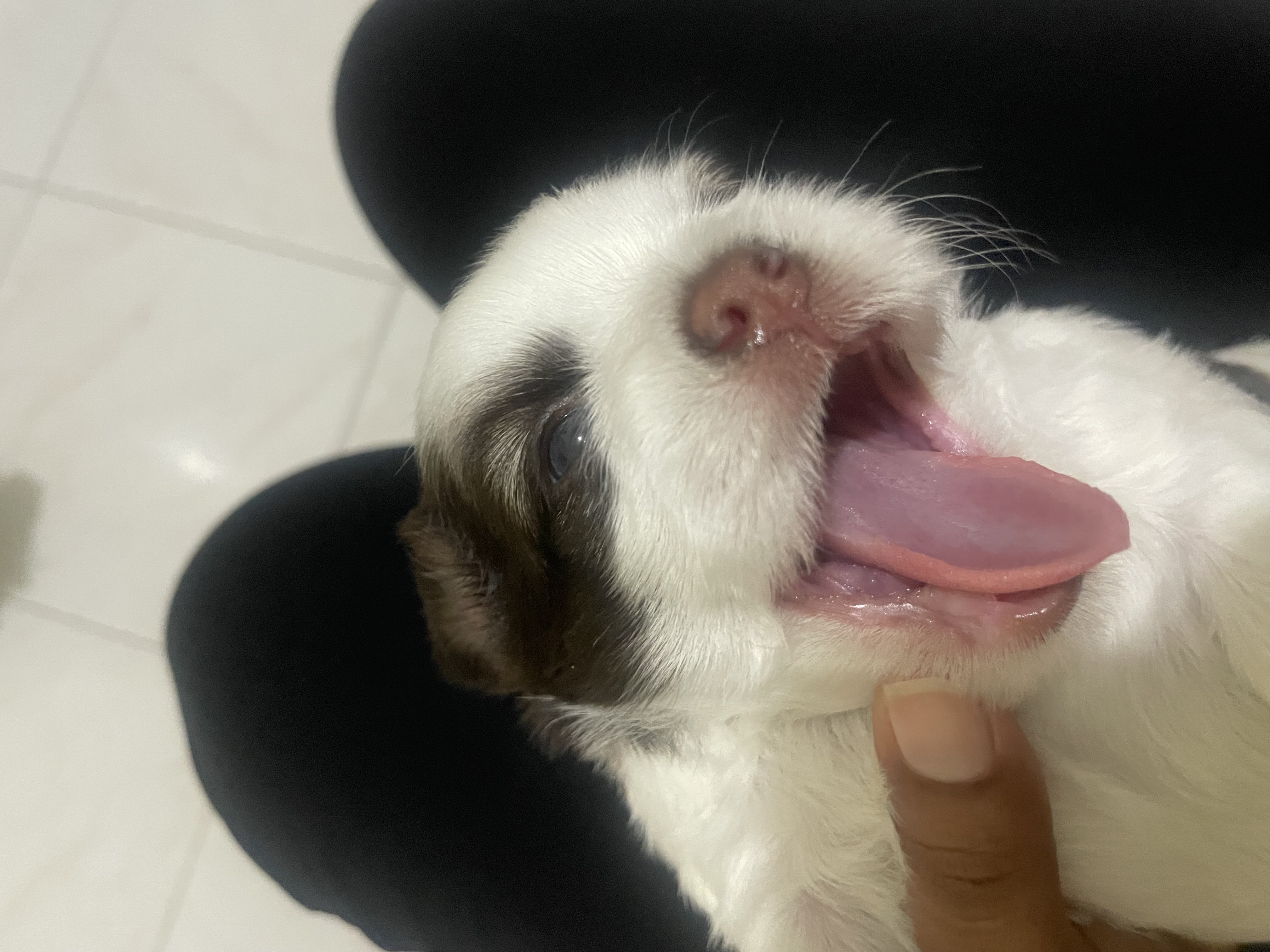 animales y mascotas - venta shipoo  0