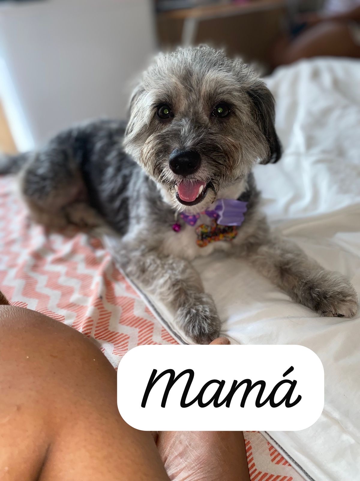 animales y mascotas - Mix de mini Poddle y shipoo  5