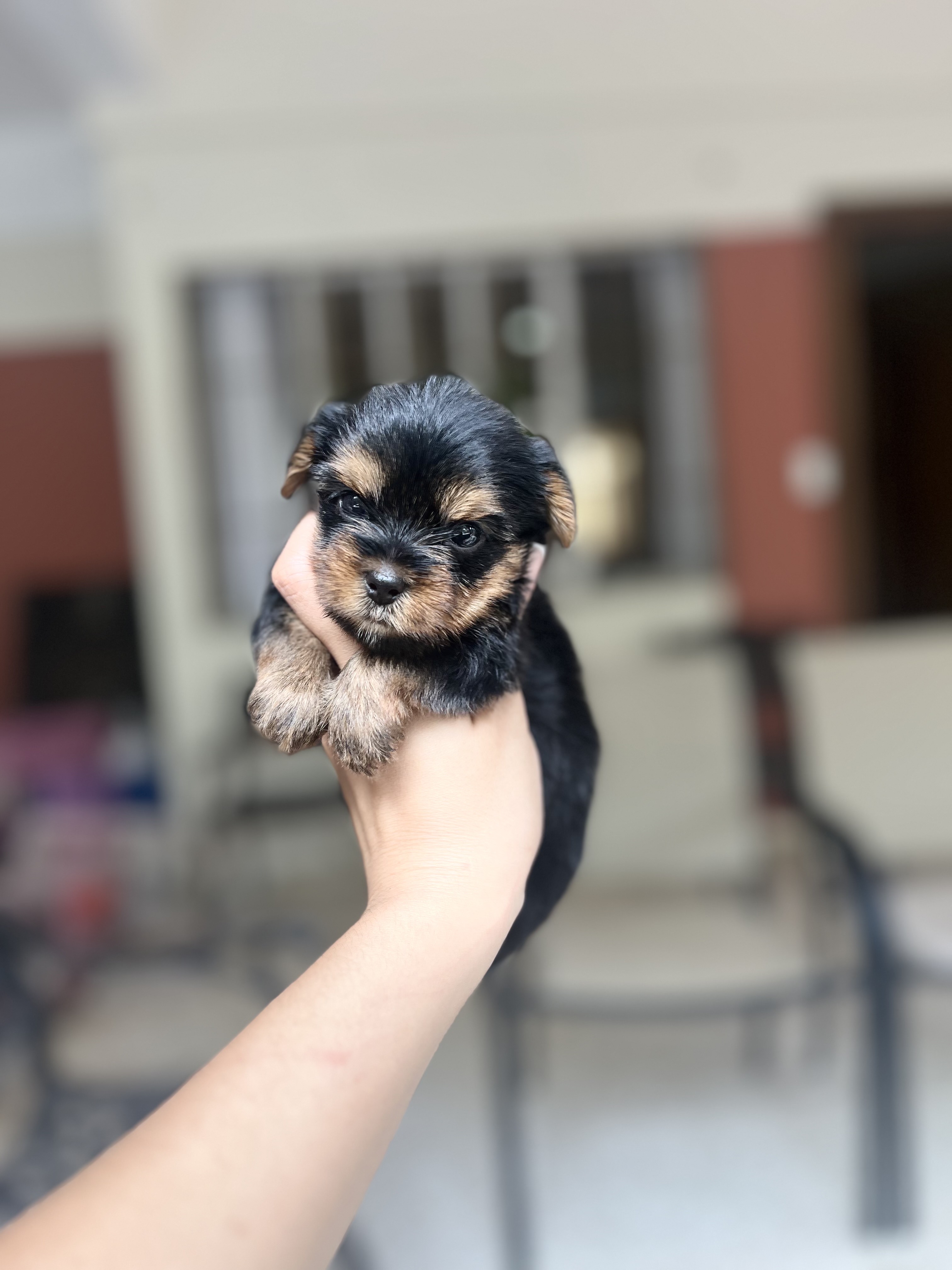 animales y mascotas - yorkie mini con pedigree 4