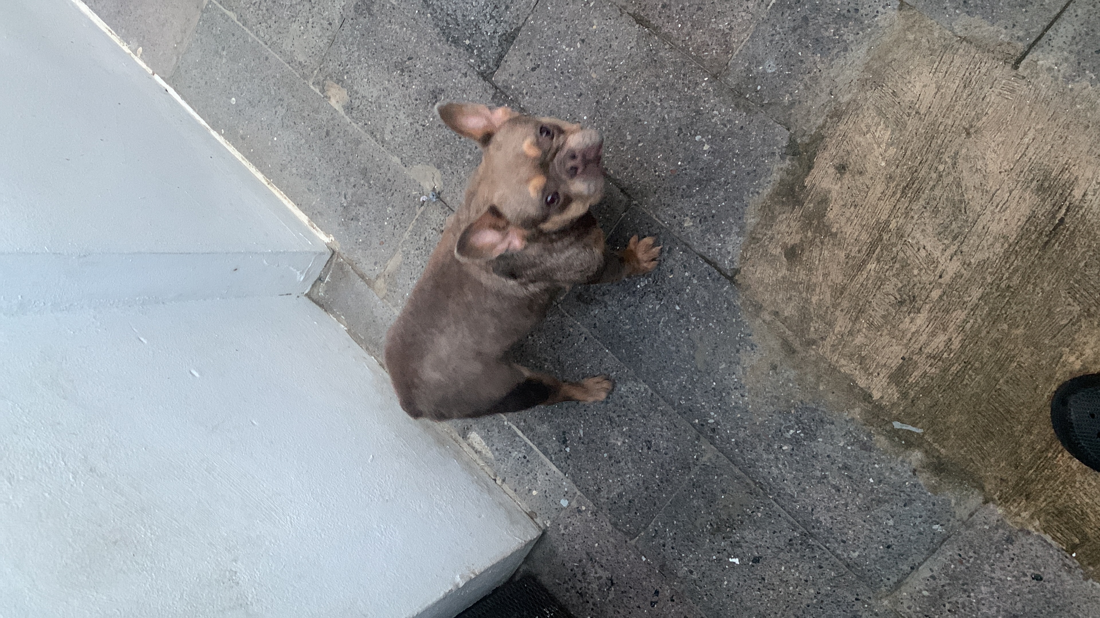 animales y mascotas - Vendo bulldog Francés hembra de 2 años  2