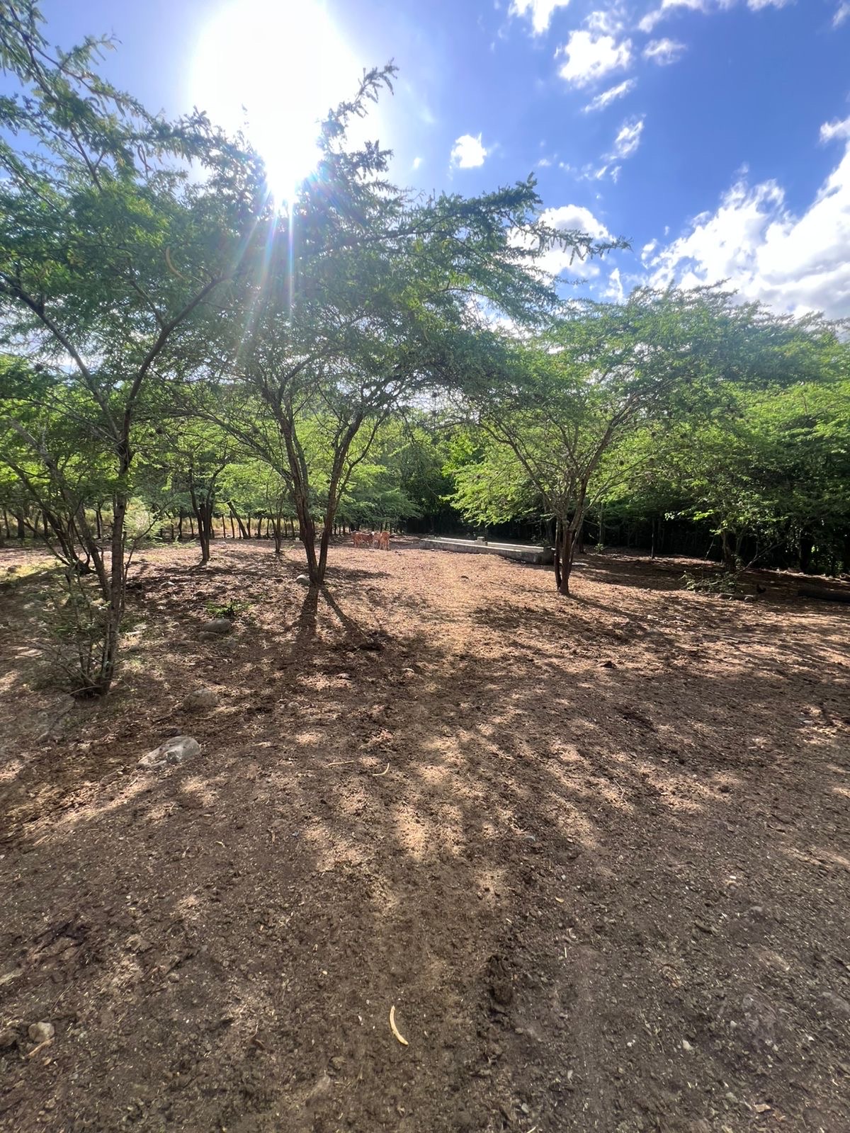 solares y terrenos - finca en Sajoma San José de las matas  7