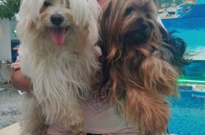 animales y mascotas - Morki Chachorros 6