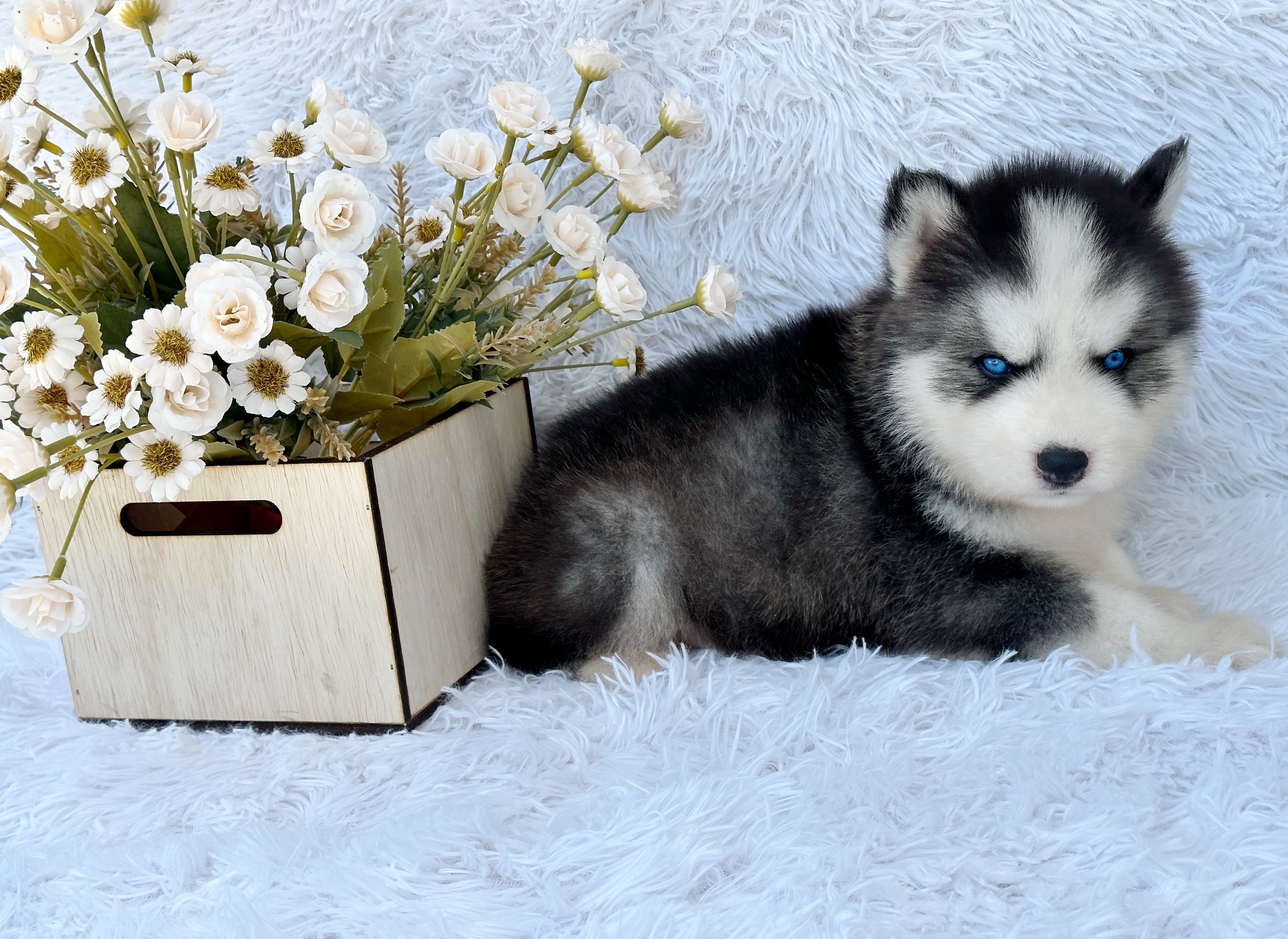 animales y mascotas - Husky Siverian Machos y Hembras  6