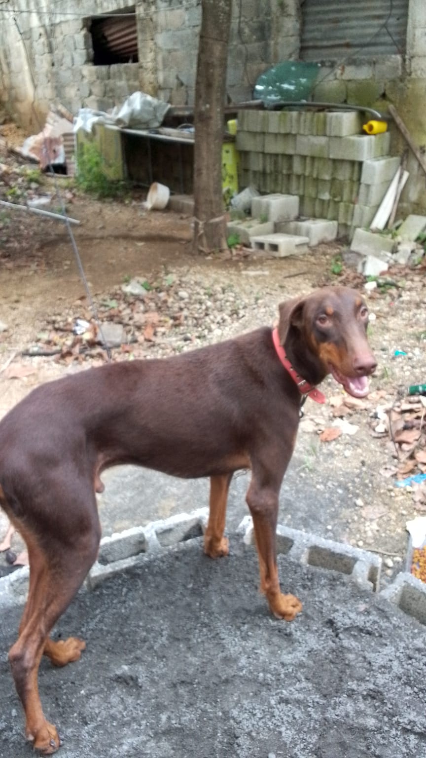 animales y mascotas - perro doverman  1