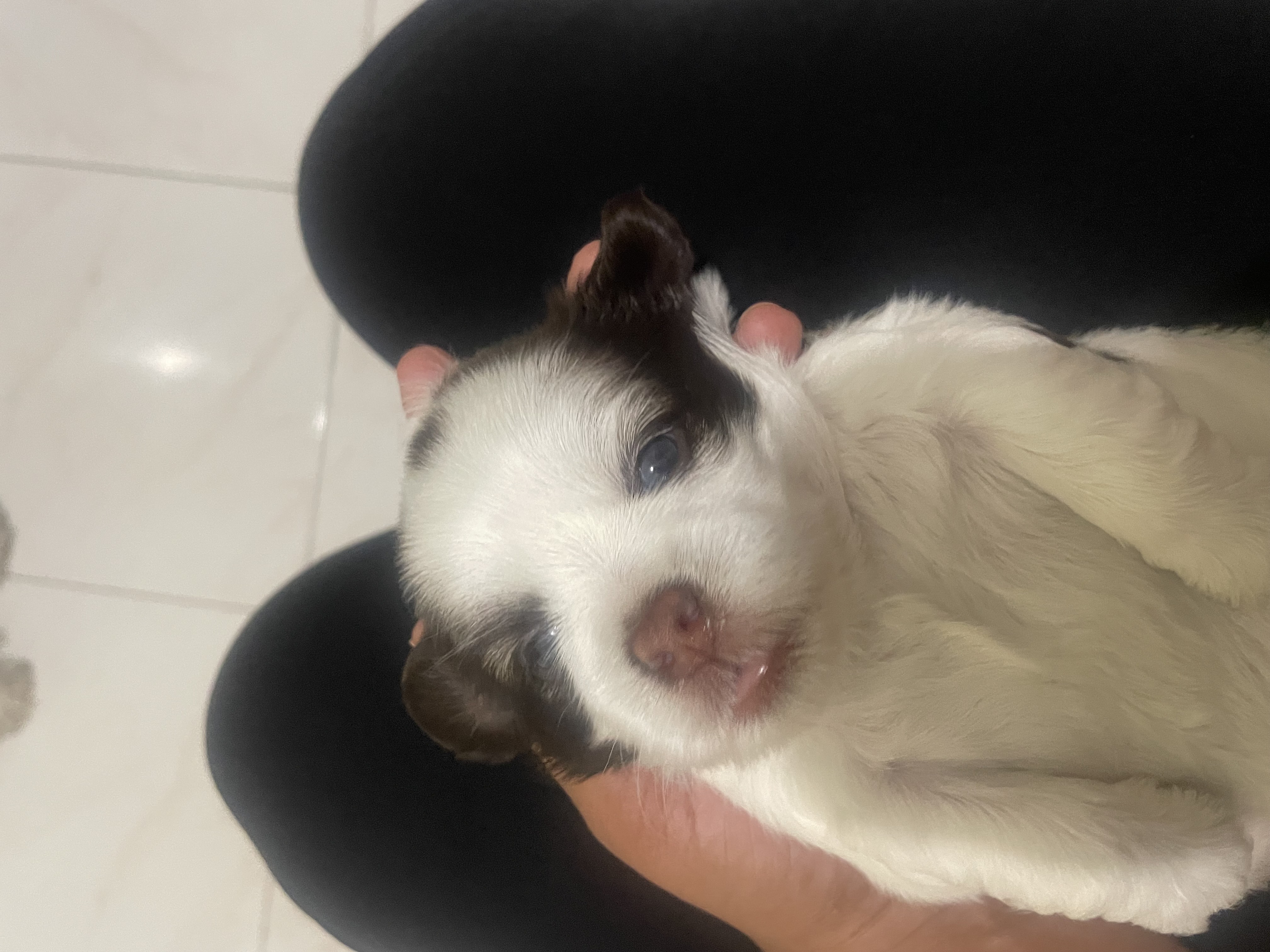 animales y mascotas - venta shipoo  1
