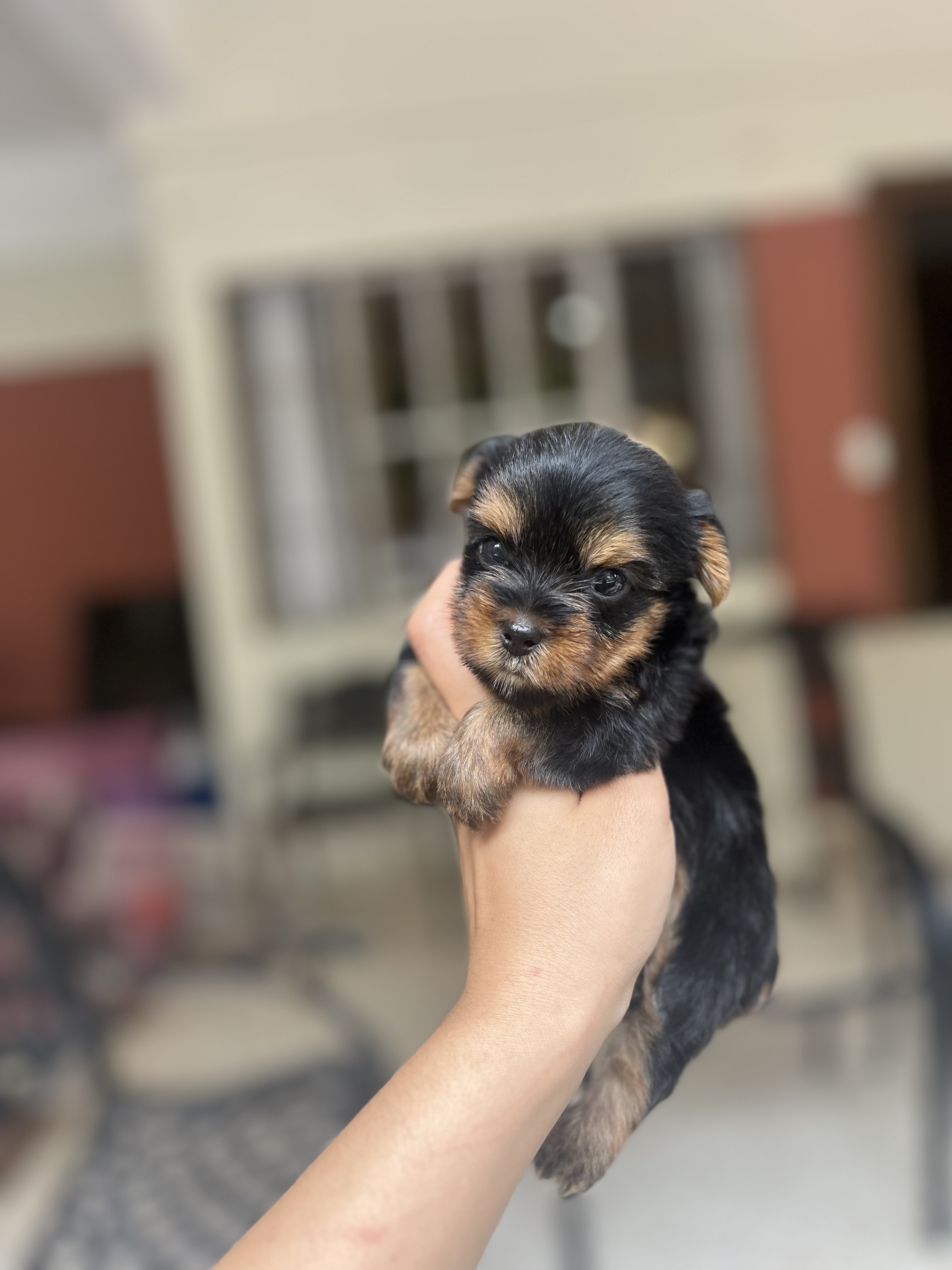 animales y mascotas - yorkie mini con pedigree 5