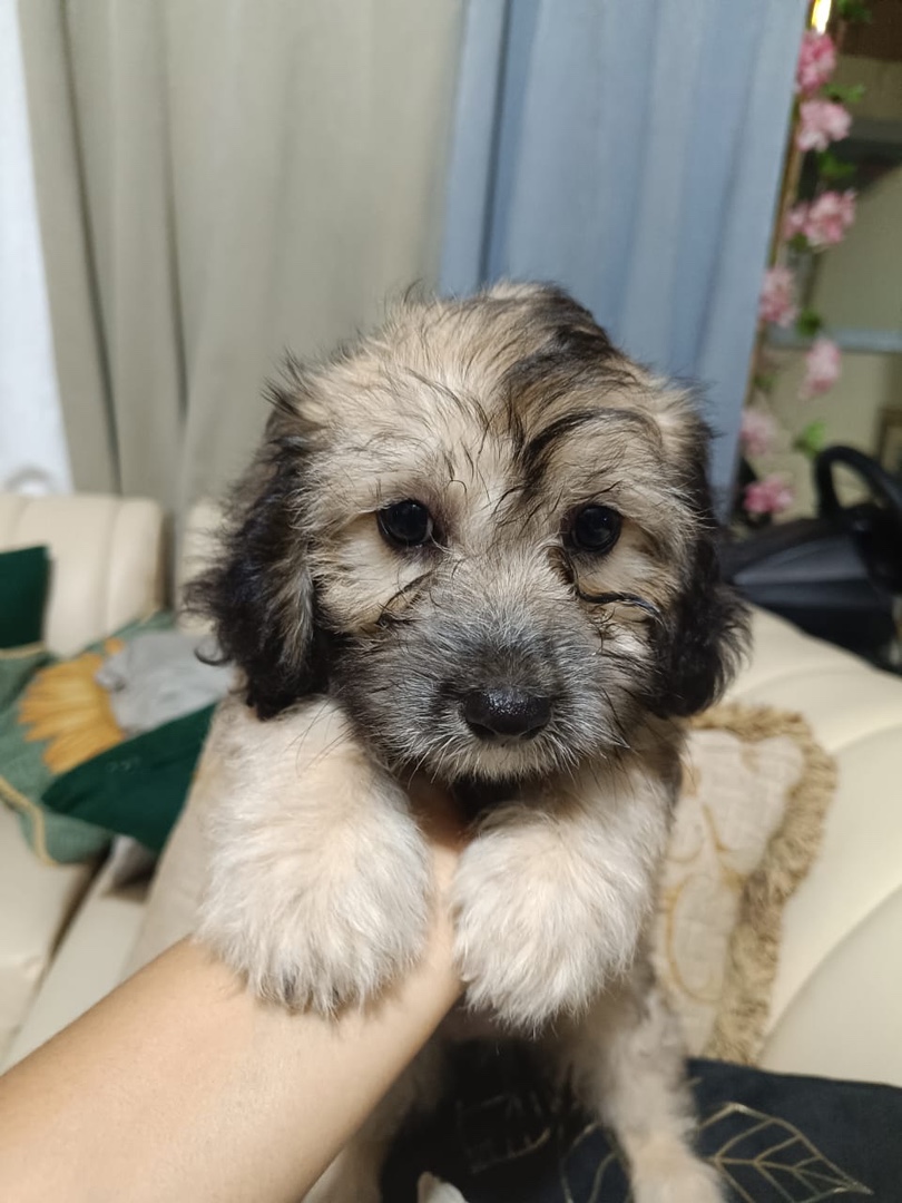 animales y mascotas - Cachoros de venta  0