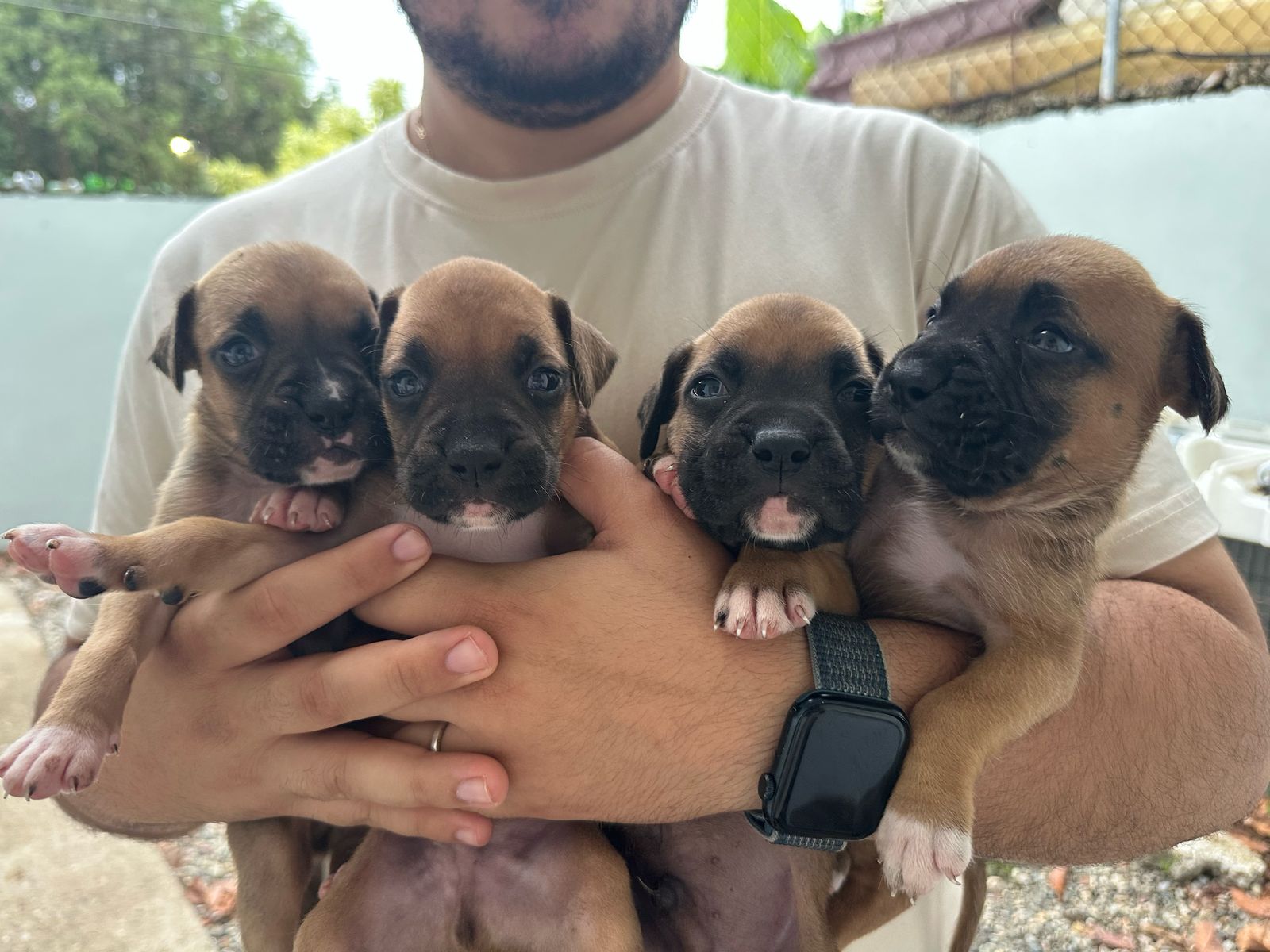 animales y mascotas - Cachorros boxer 0