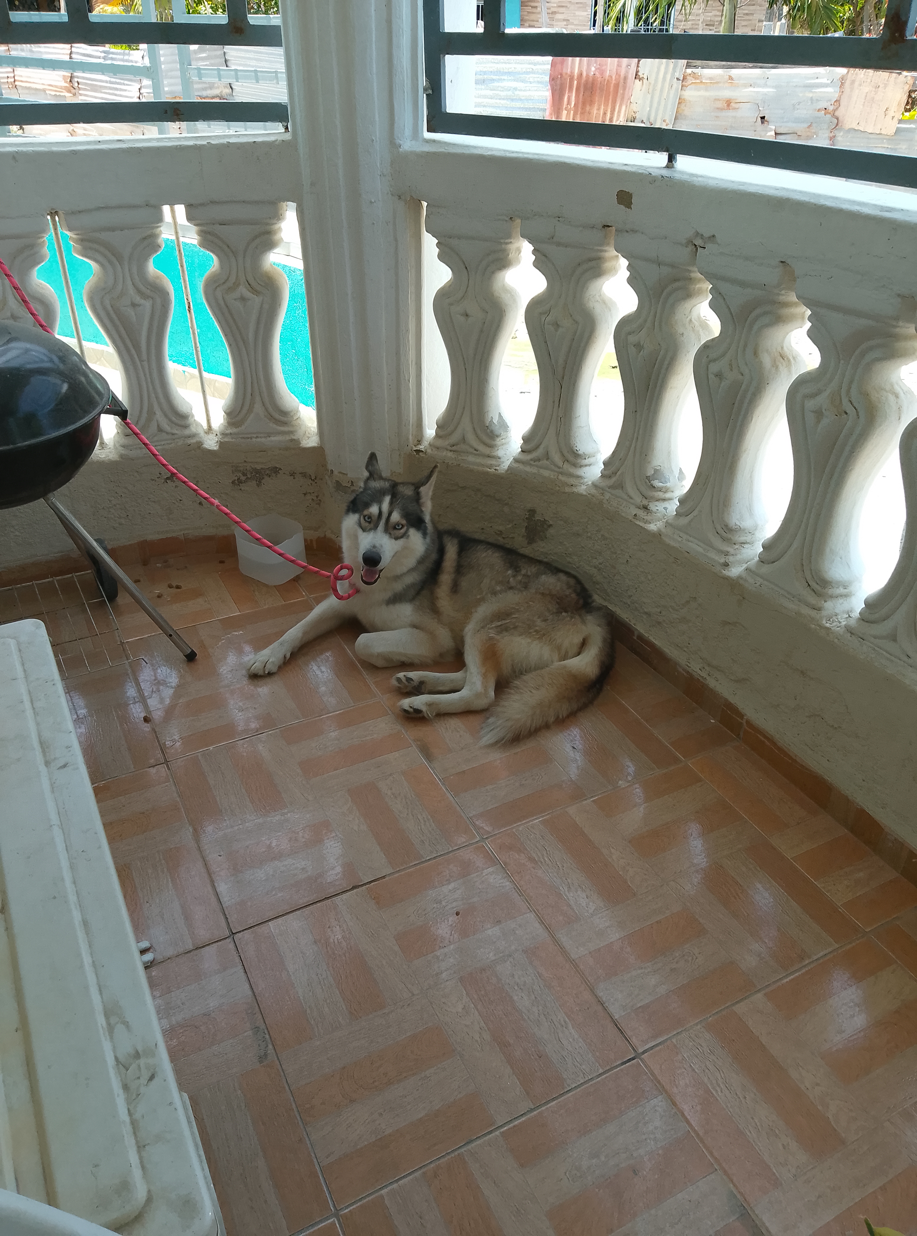 animales y mascotas - Hunkin siberiano  3