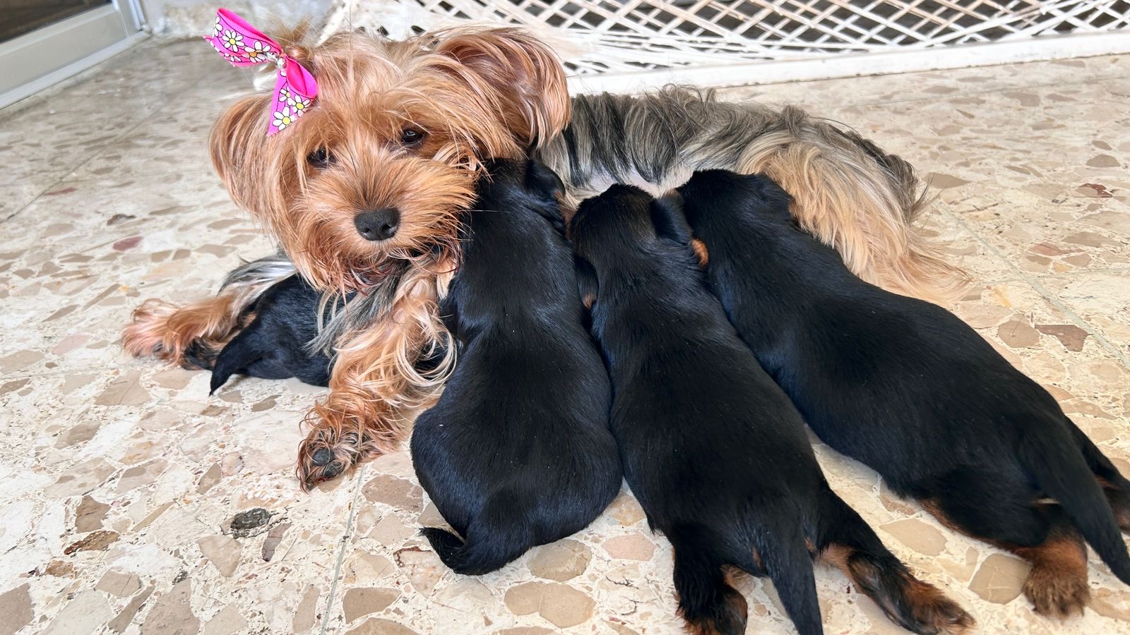 animales y mascotas - Perros Yorkie terrier  3