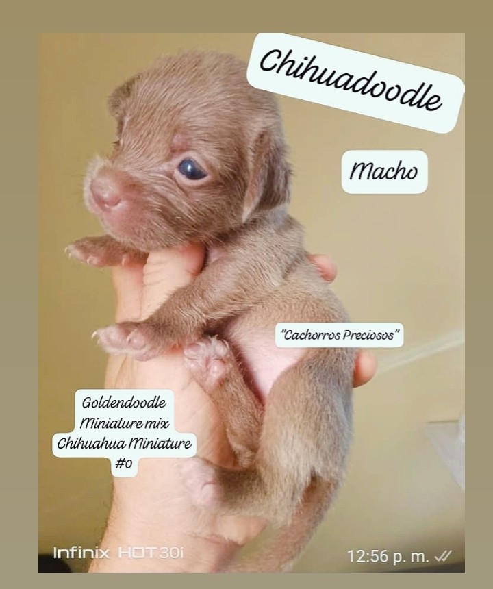 animales y mascotas - Chihuadoodle Miniature "Goldendoodle Miniature mix Chihuahua Miniature" 1