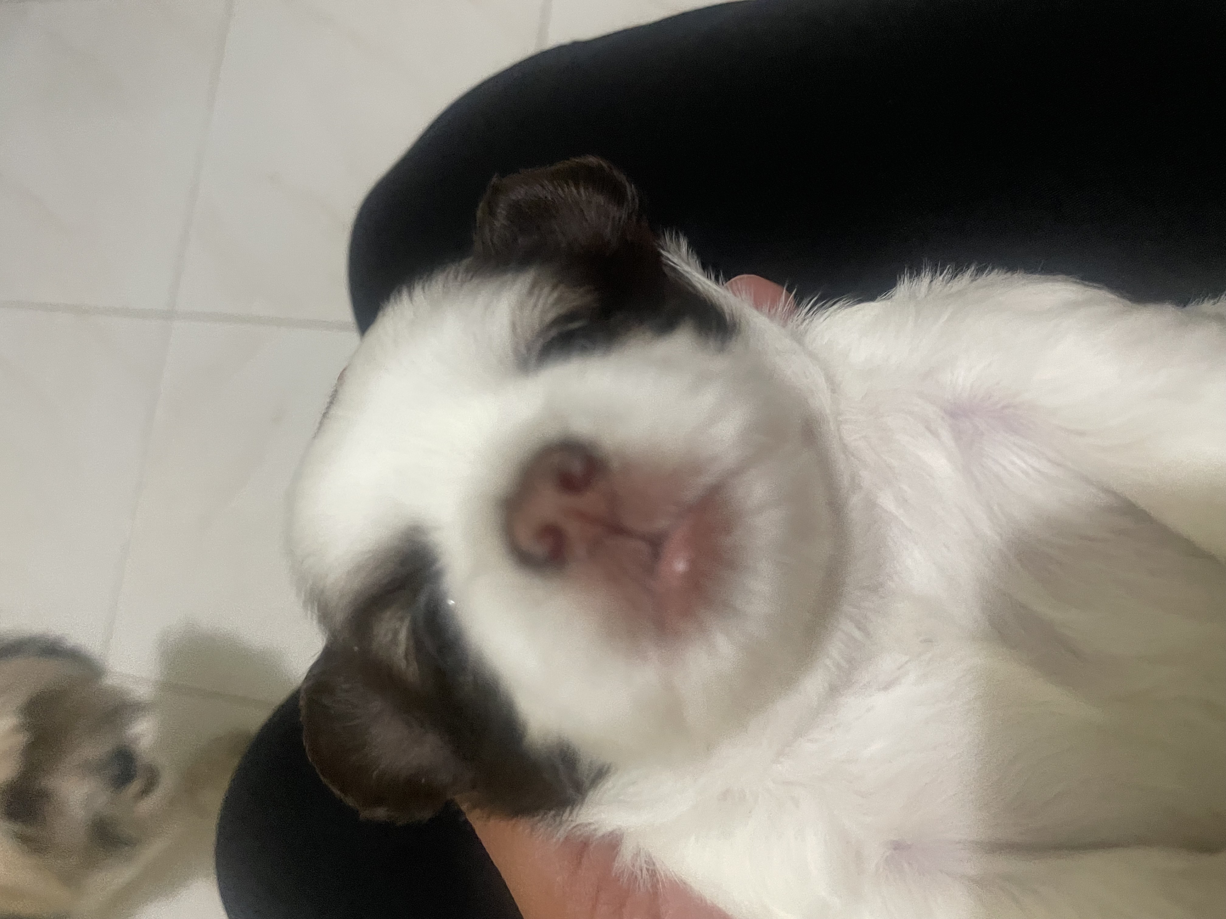 animales y mascotas - venta shipoo  5