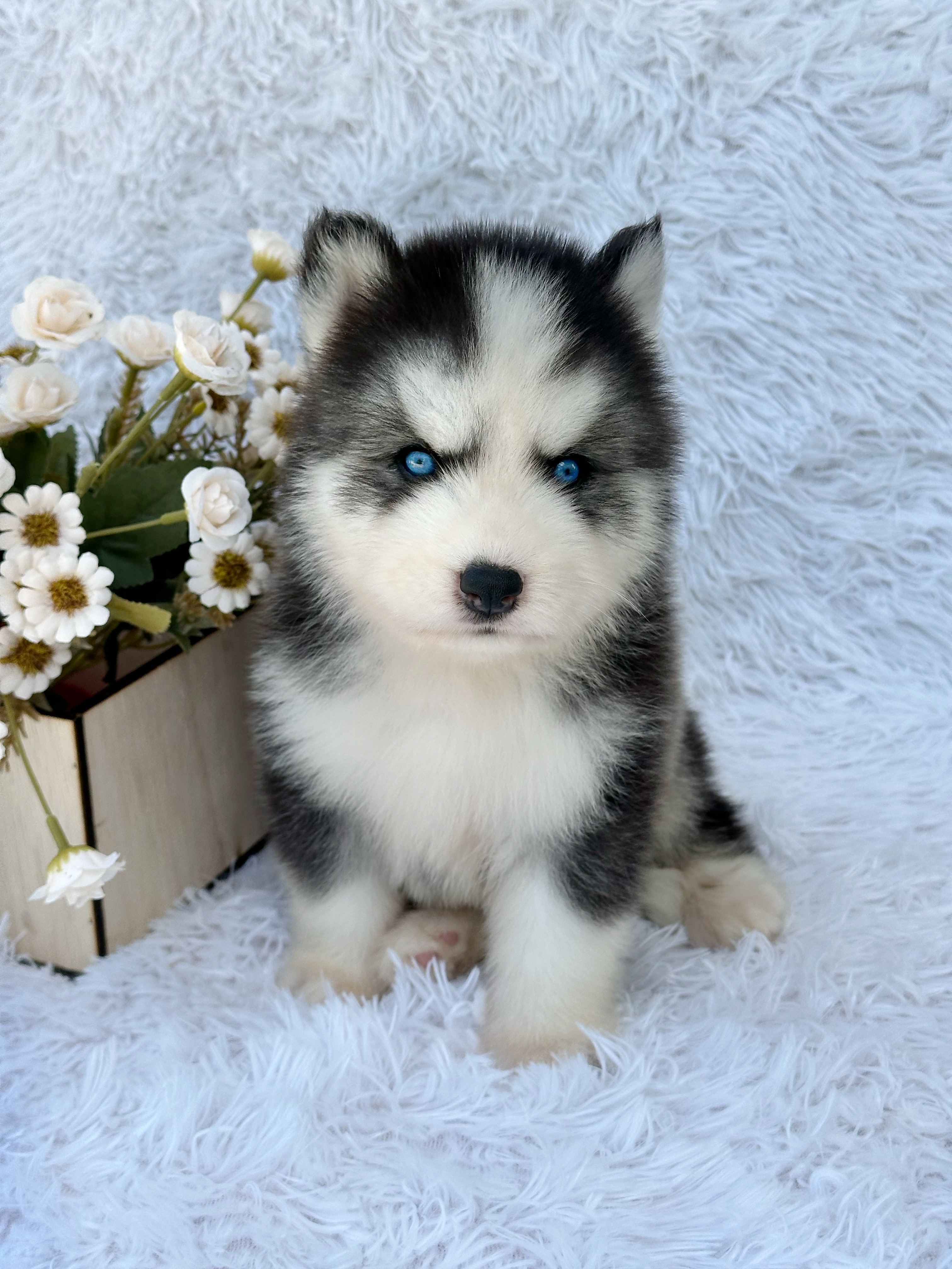 animales y mascotas - Husky Siverian Machos y Hembras  7