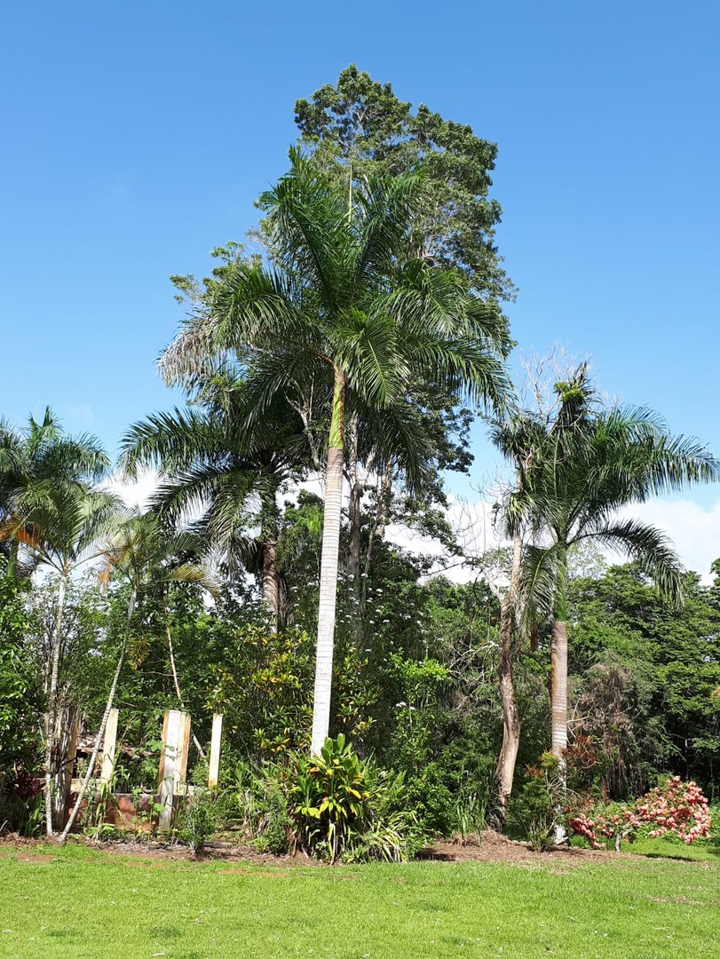 solares y terrenos -  finca con su titulo, terreno cun muchos arboles frutales  3