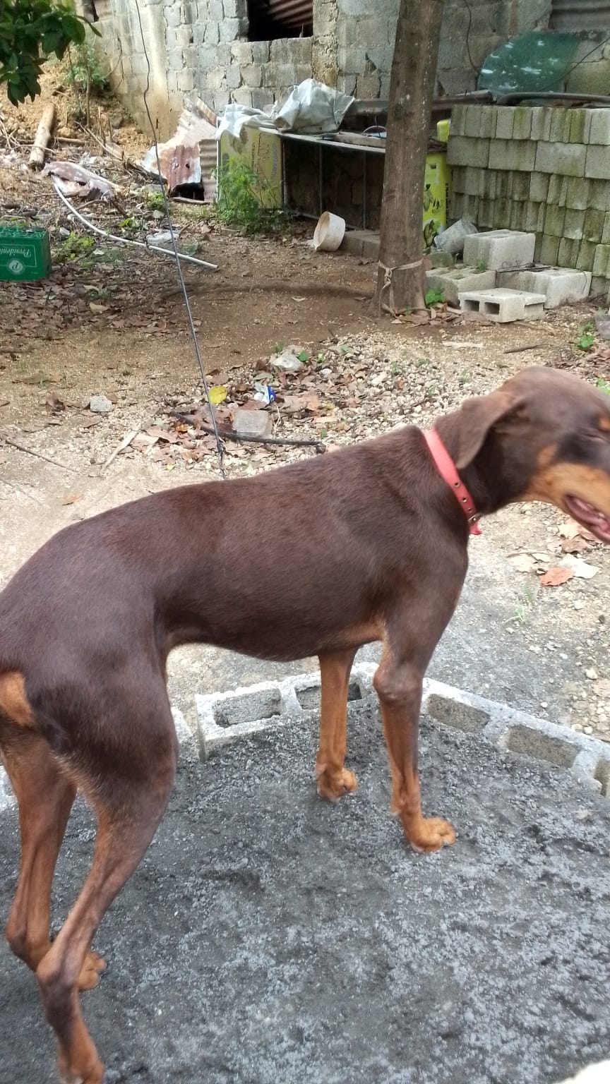 animales y mascotas - perro doverman  2