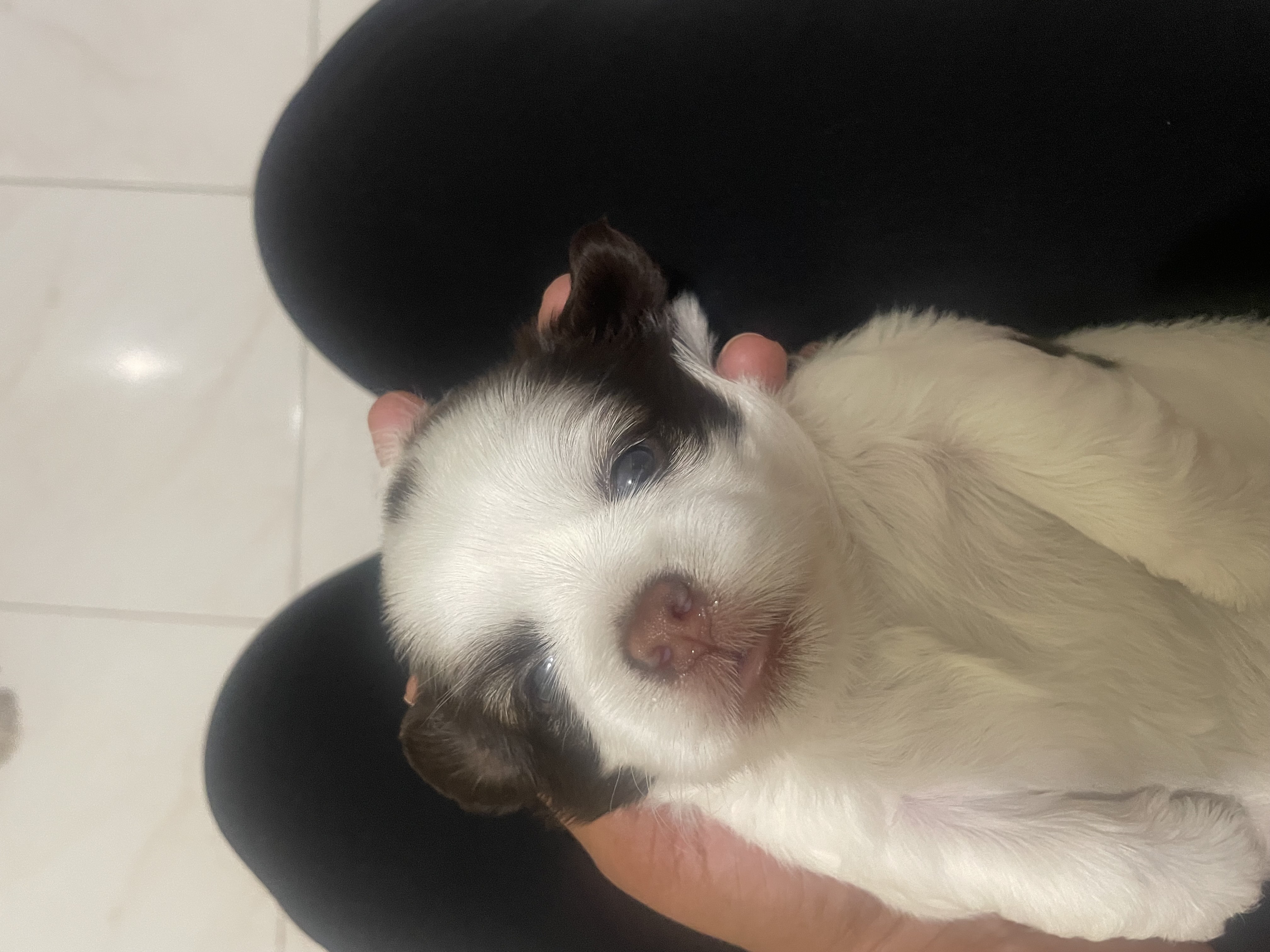 animales y mascotas - venta shipoo  2