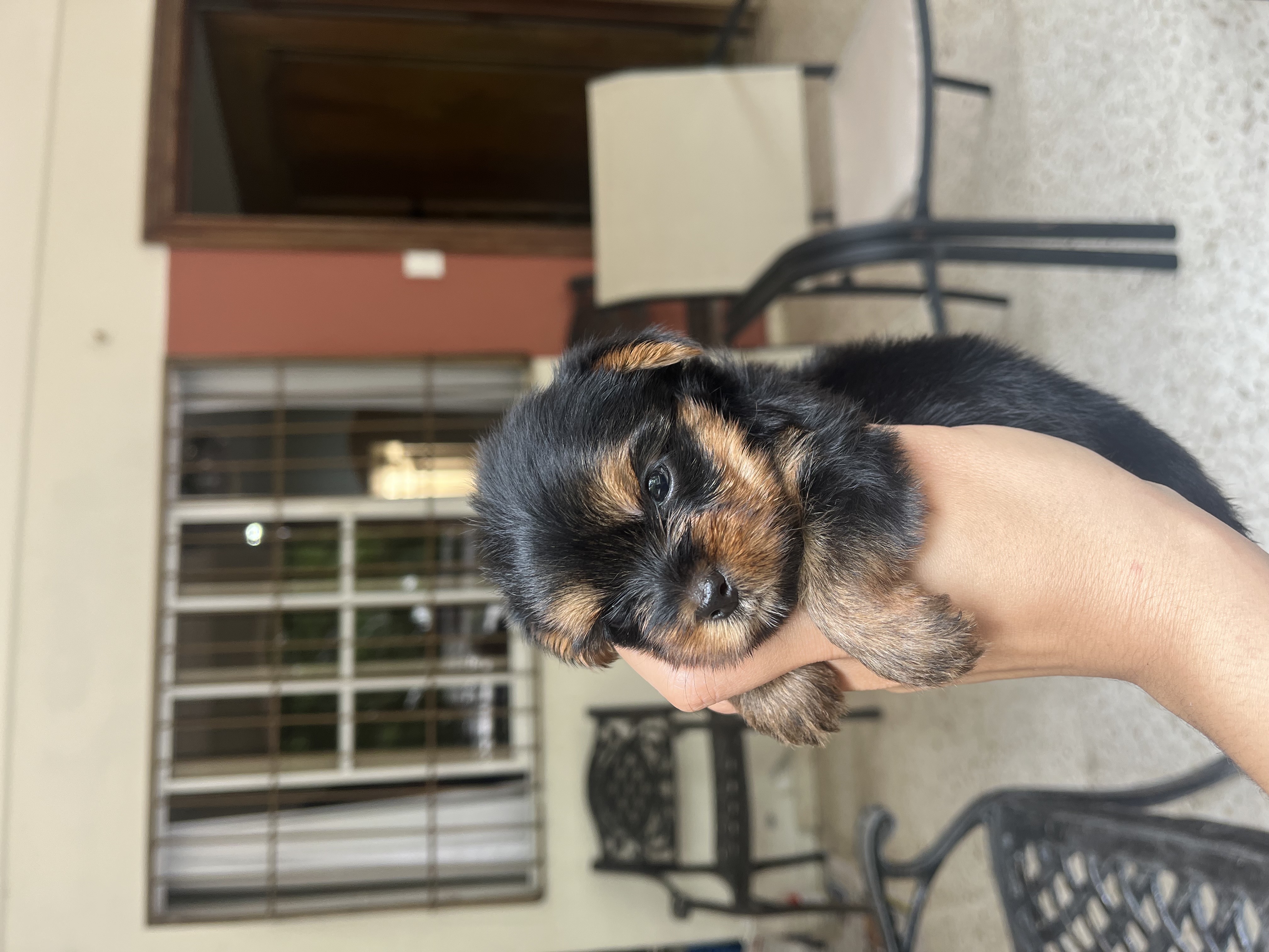 animales y mascotas - yorkie mini con pedigree 6