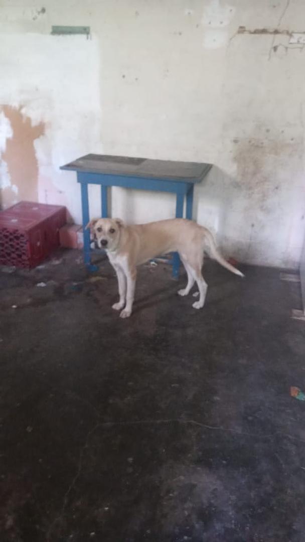 animales y mascotas - regalo urgentemente perro mestizo ligado con labrador 8meses interesado llamar  0