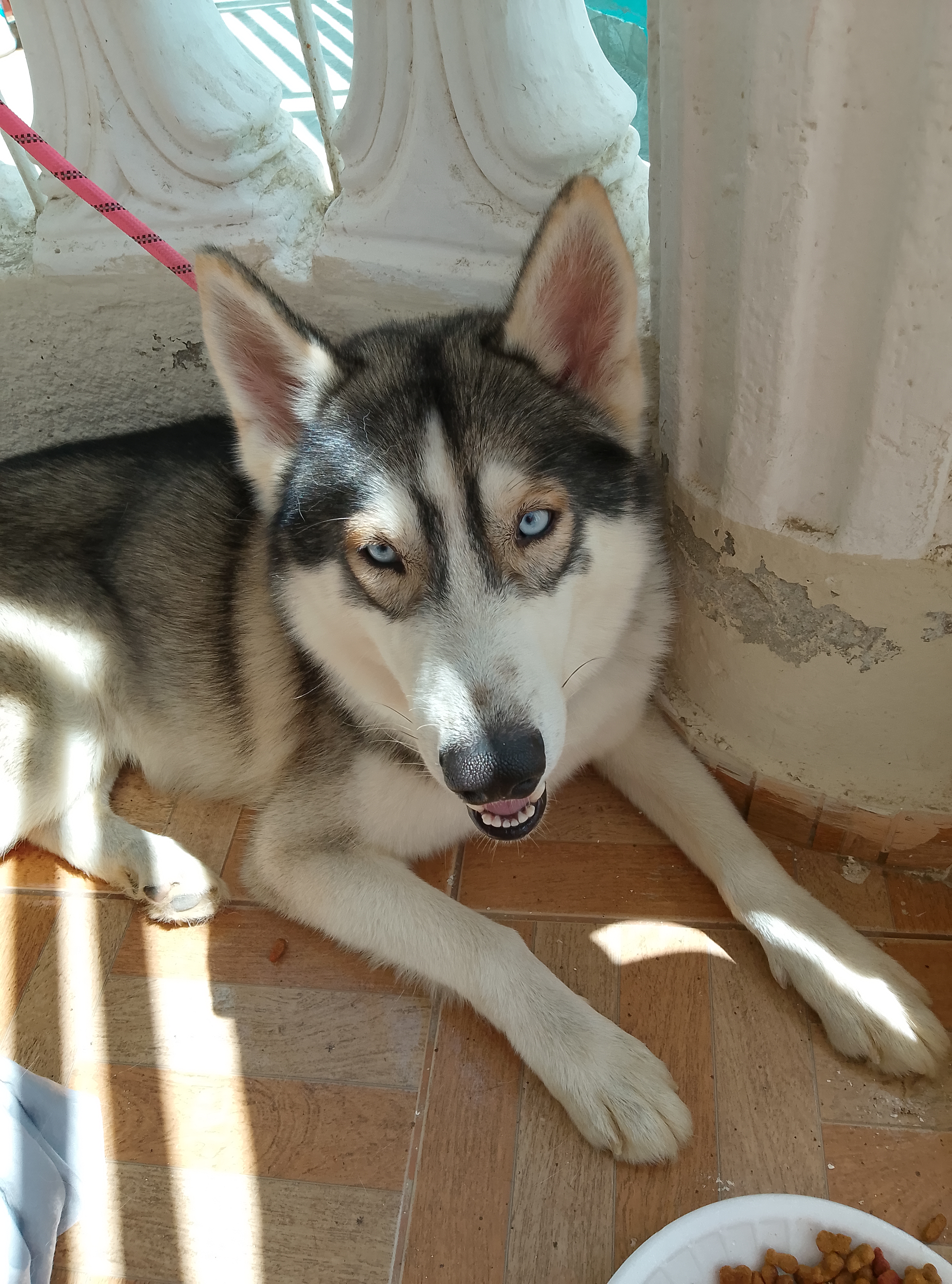 animales y mascotas - Hunkin siberiano  4