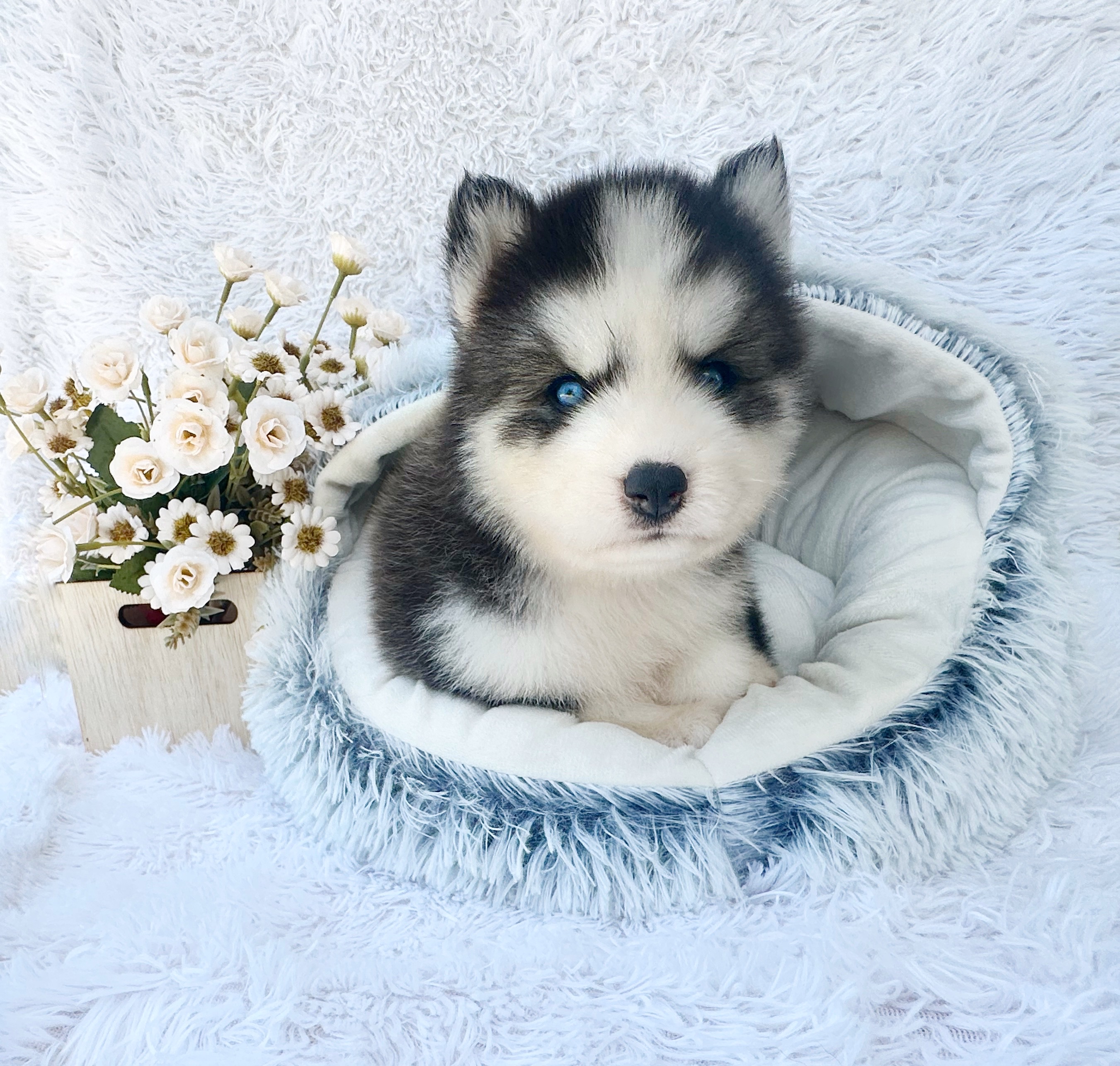 animales y mascotas - Husky Siverian Machos y Hembras  8