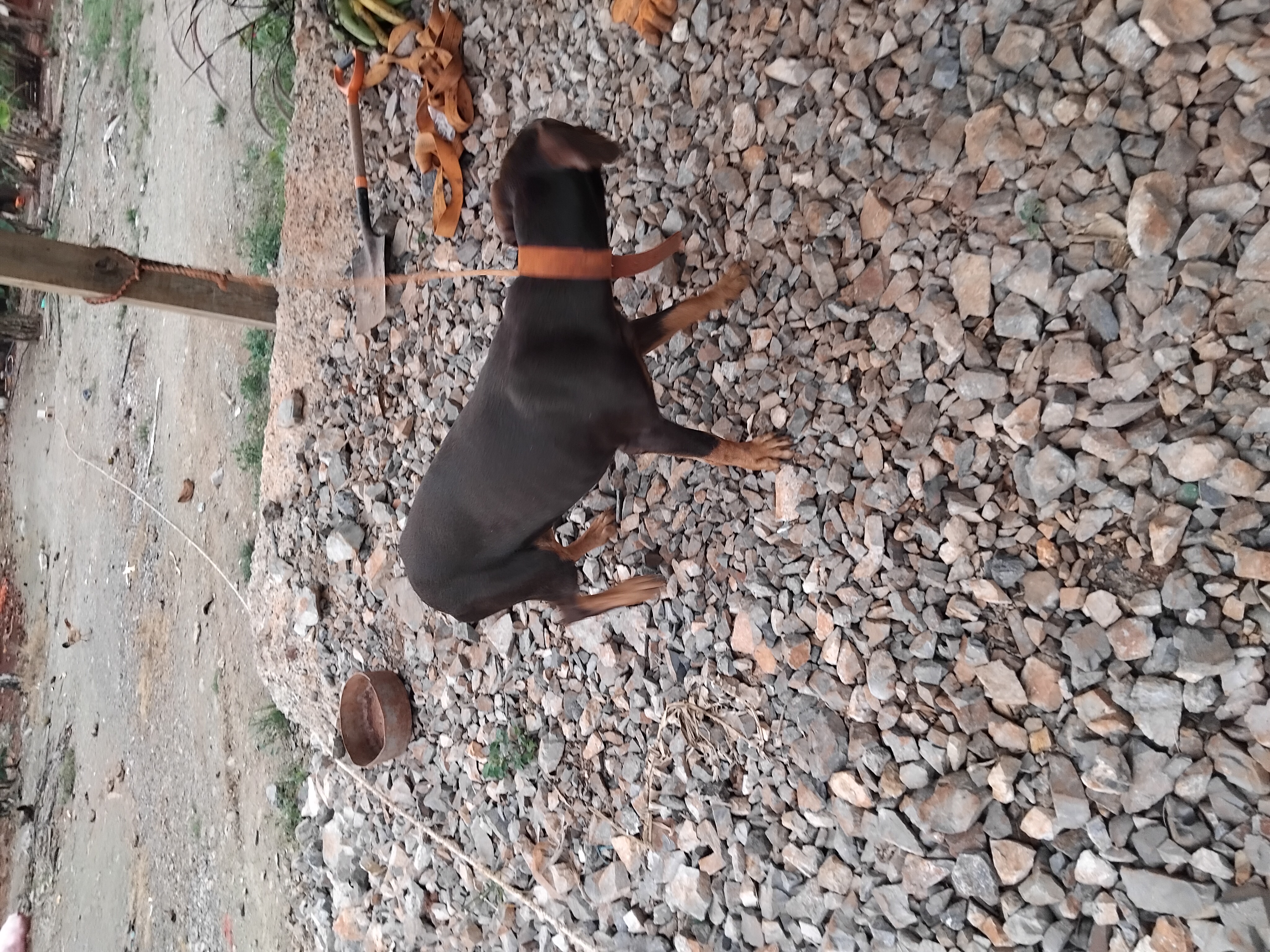 animales y mascotas - Cachorro de doberman 10 meses 0