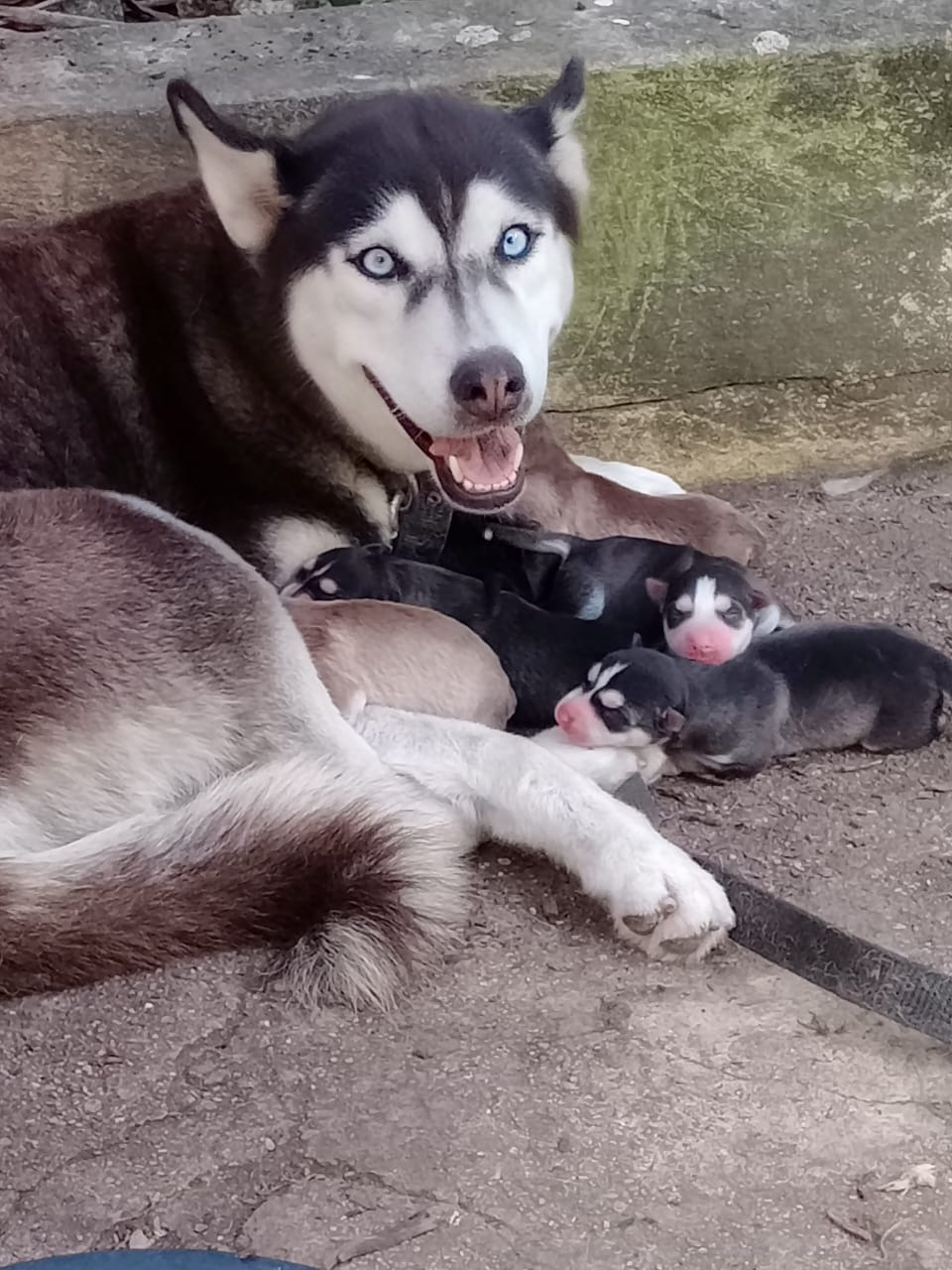 animales y mascotas - Perros husky siberiano 