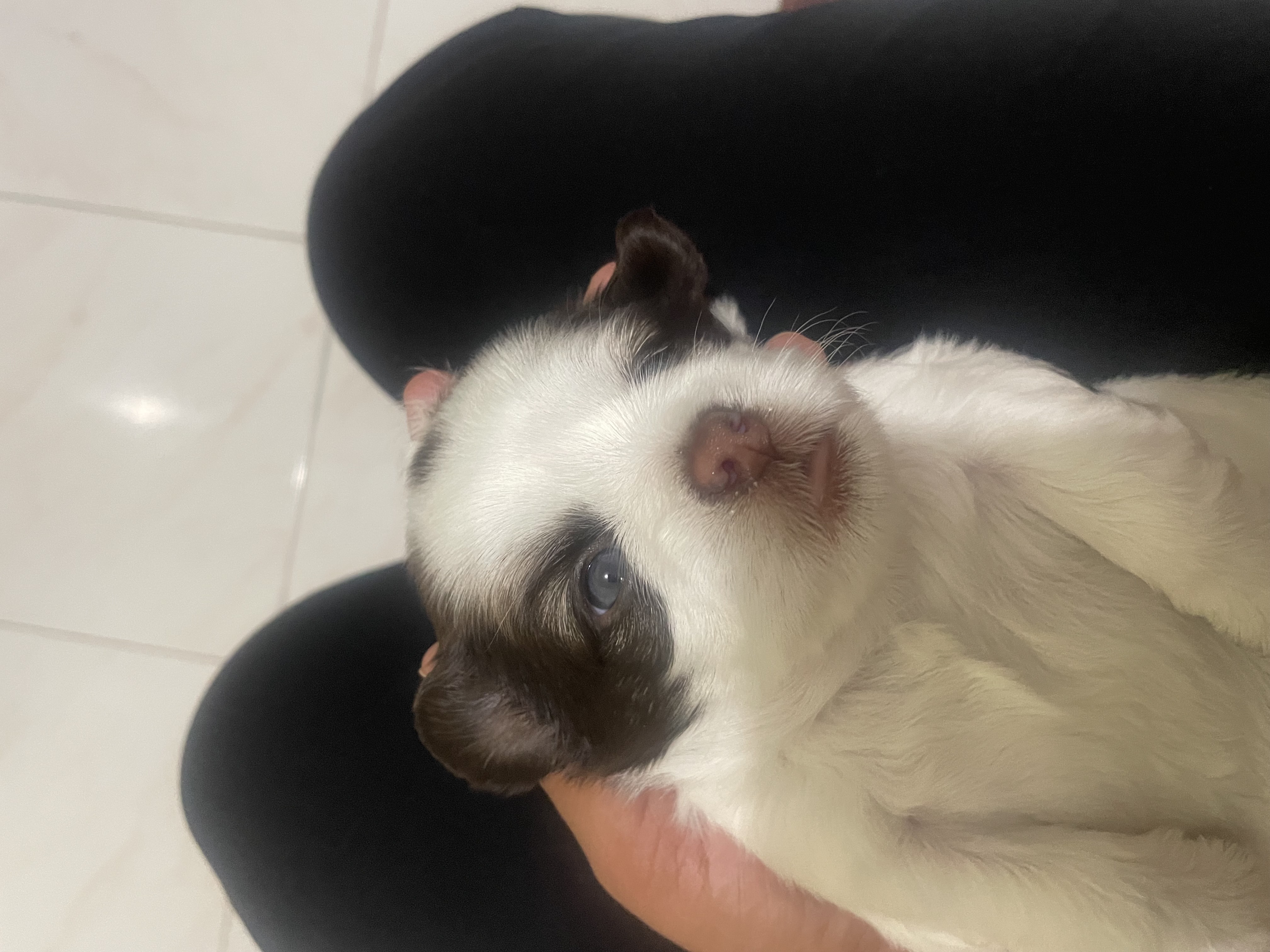 animales y mascotas - venta shipoo  3