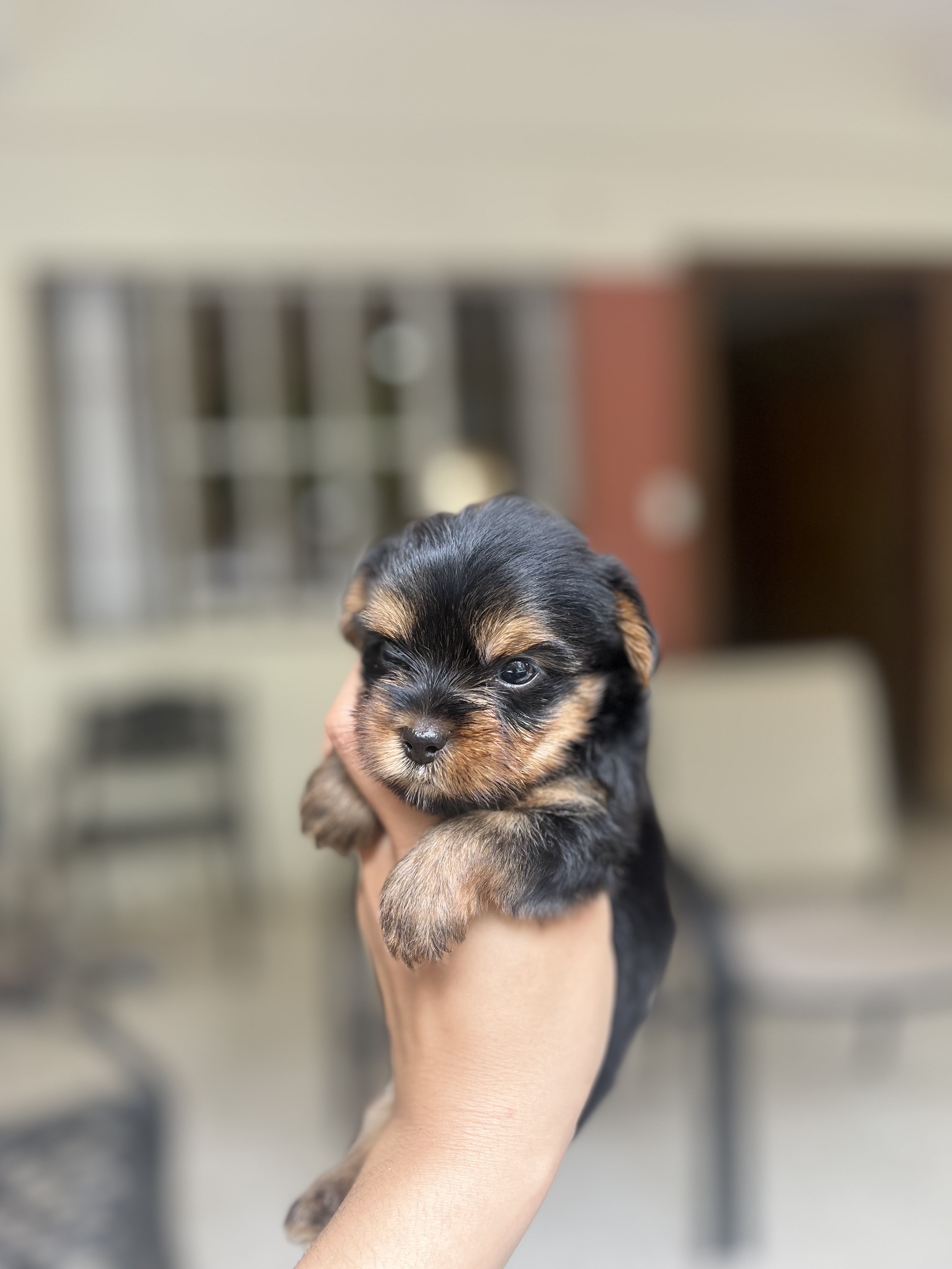 animales y mascotas - yorkie mini con pedigree 7