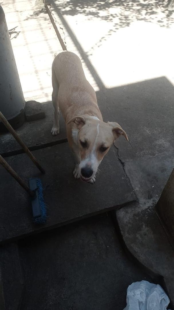 animales y mascotas - regalo urgentemente perro mestizo ligado con labrador 8meses interesado llamar  1