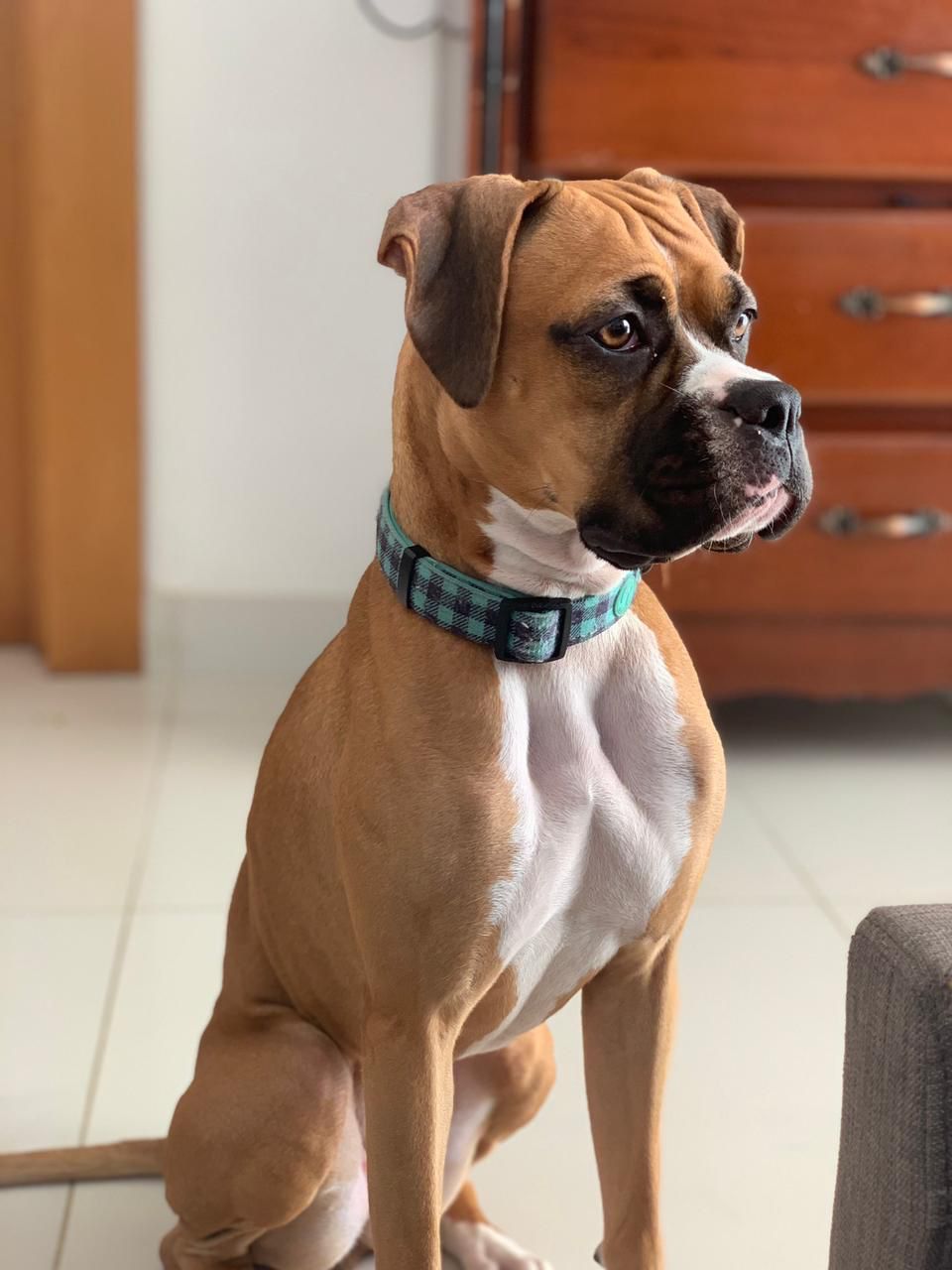 animales y mascotas - Cachorros boxer 1