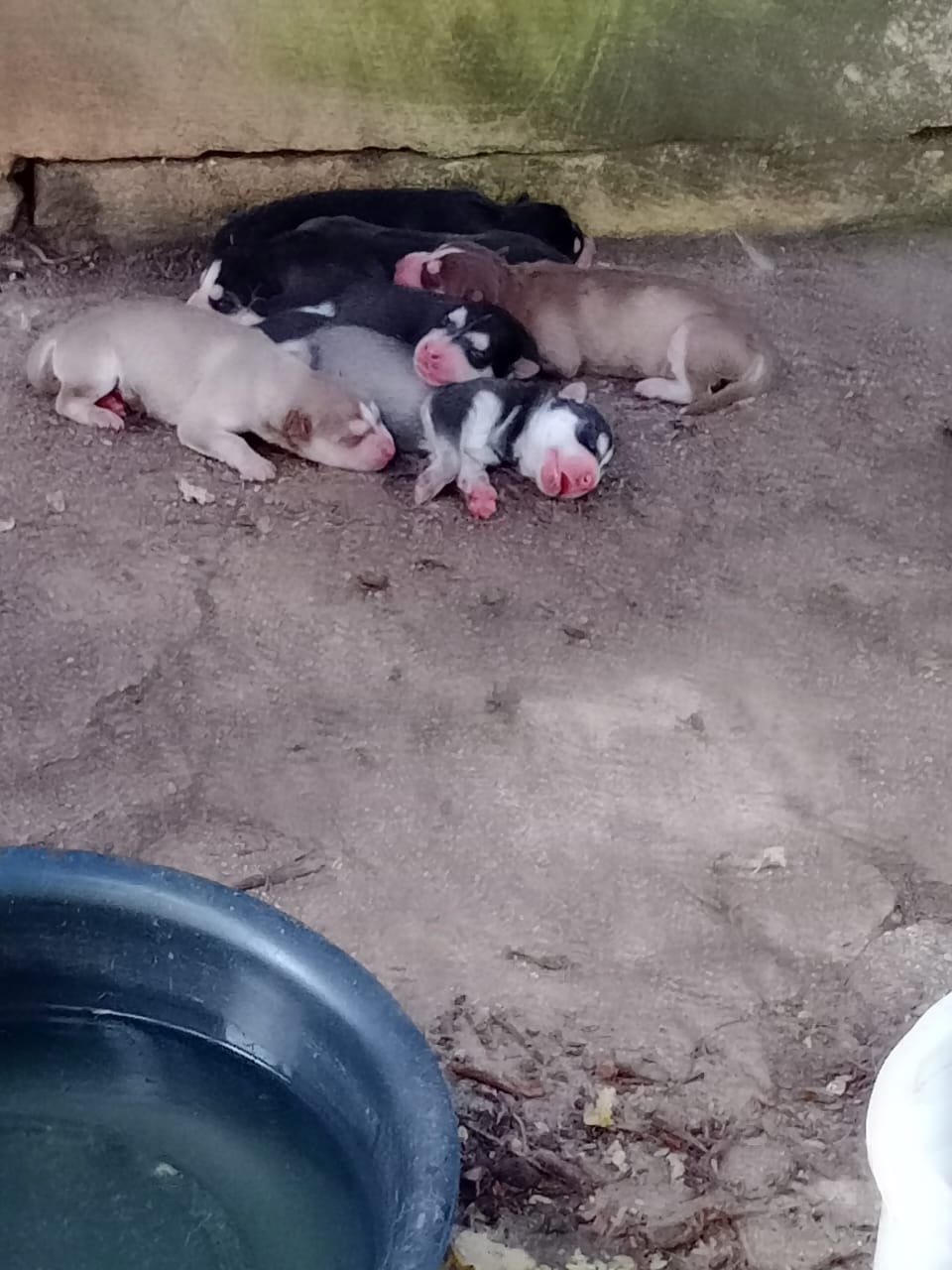 animales y mascotas - Perros husky siberiano  1