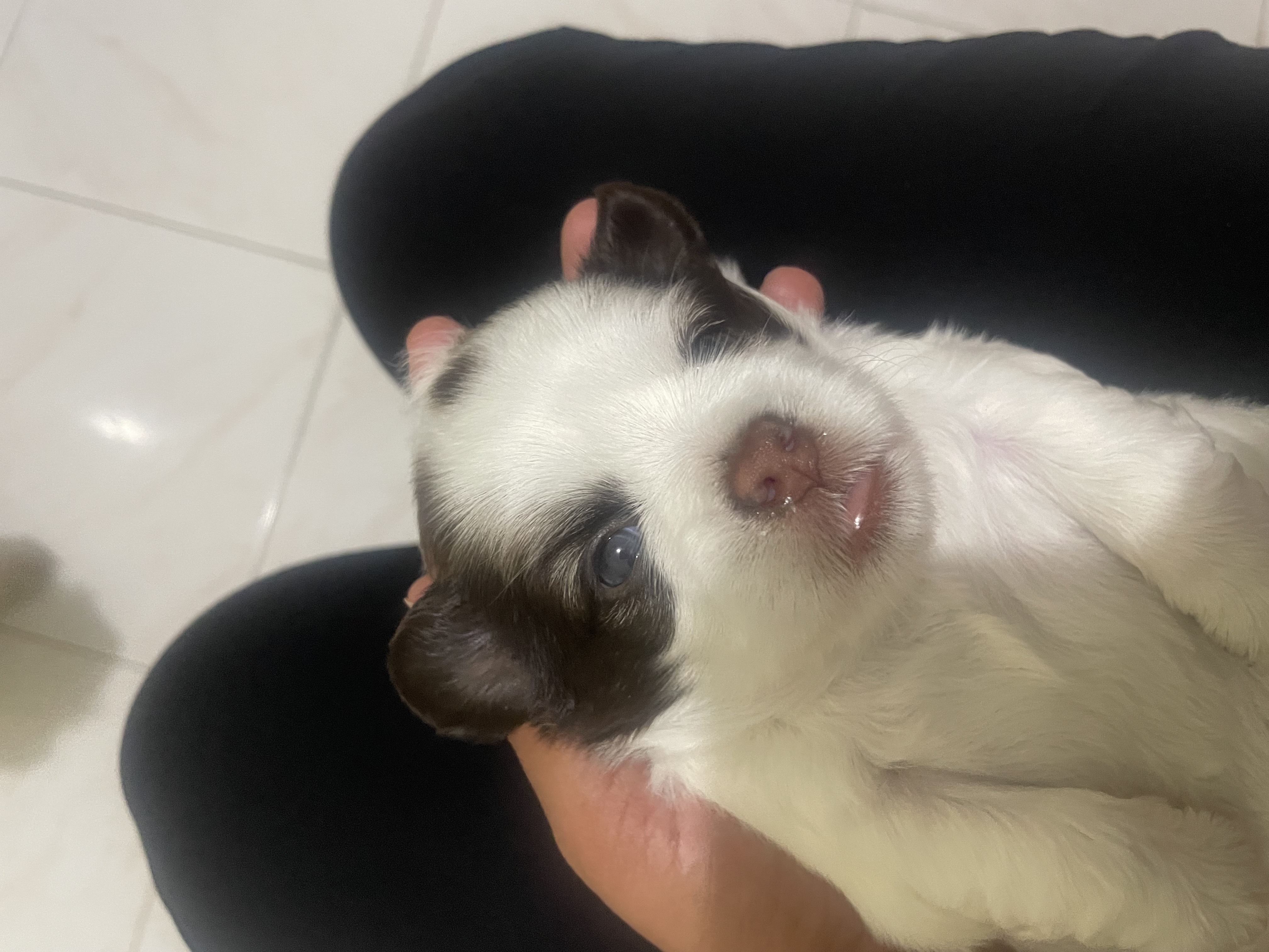 animales y mascotas - venta shipoo  4