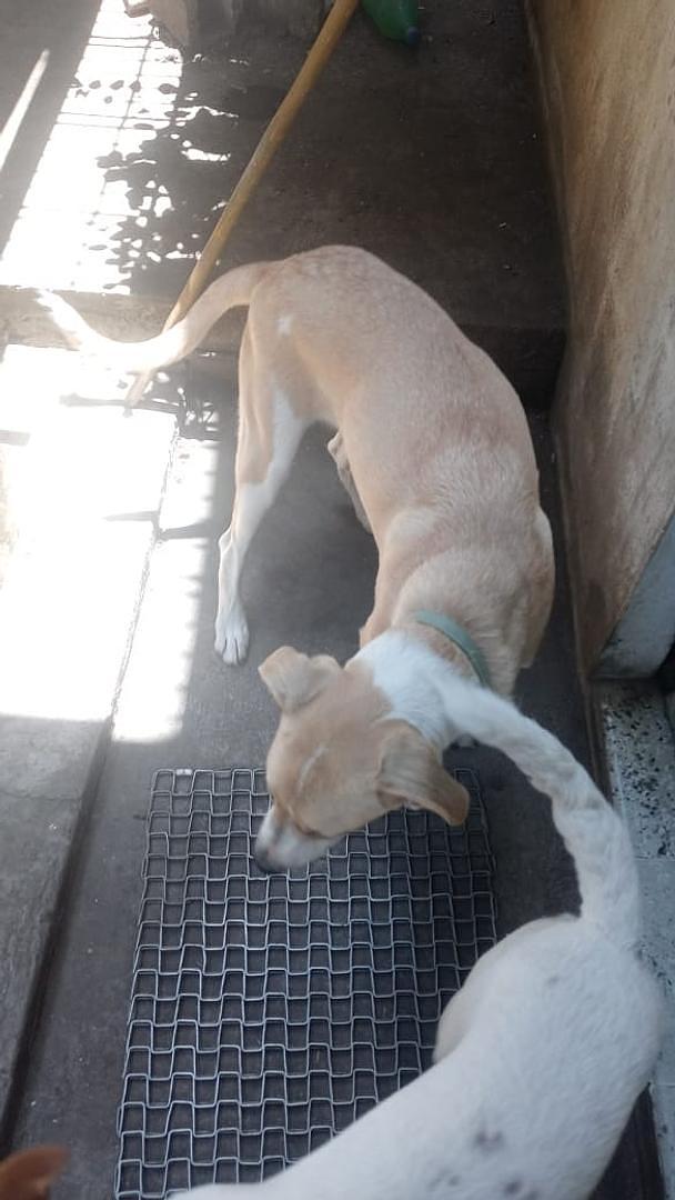 animales y mascotas - regalo urgentemente perro mestizo ligado con labrador 8meses interesado llamar  2