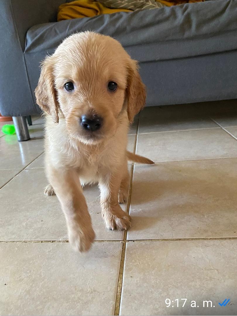 animales y mascotas - Lindas tiernas y adorables cachorras Golden Retriever disponibles  0