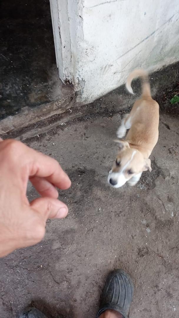 animales y mascotas - regalo urgentemente perro mestizo ligado con labrador 8meses interesado llamar  3
