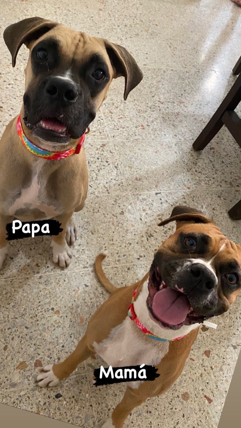 animales y mascotas - Cachorros boxer 3