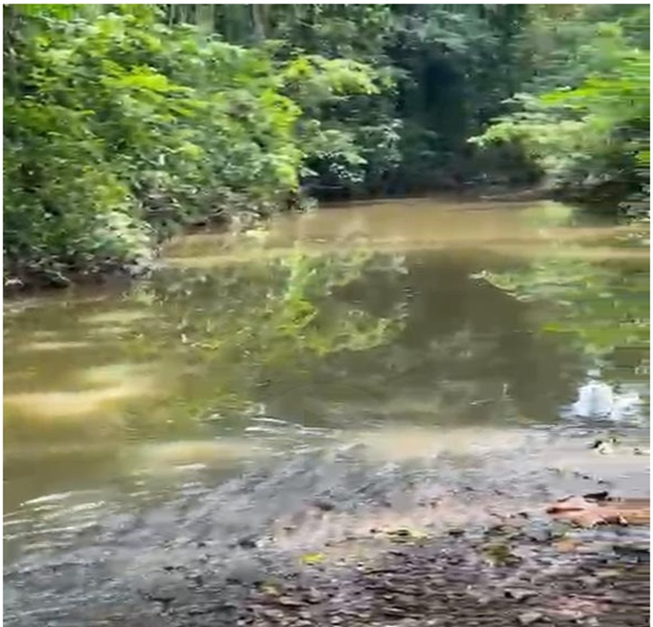 solares y terrenos -  Finca 180 tareas, CON RIO dentro en Luisa Blanca, MONTE PLATA, A 20 de la Circu 4