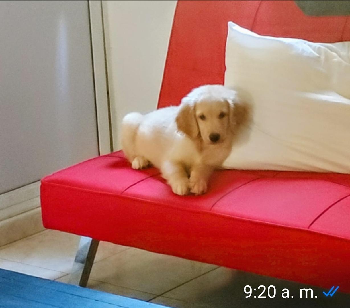 animales y mascotas - Lindas tiernas y adorables cachorras Golden Retriever disponibles  1