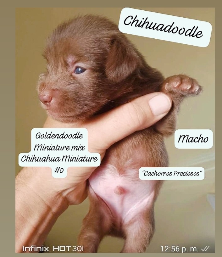 animales y mascotas - Chihuadoodle Miniature "Goldendoodle Miniature mix Chihuahua Miniature" 2