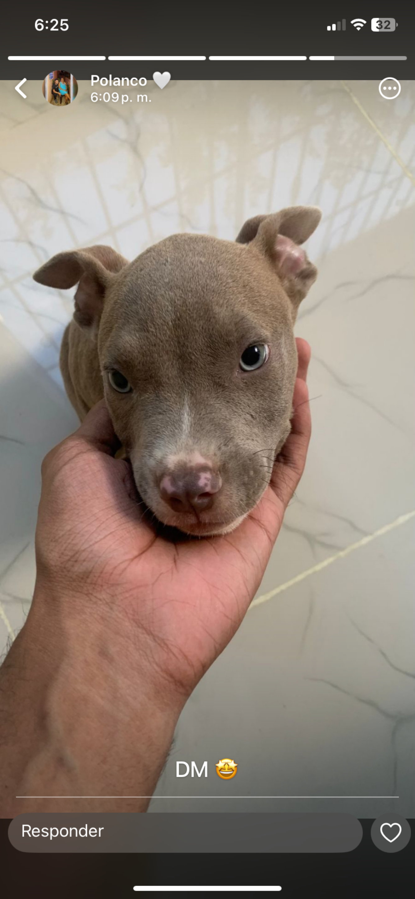 animales y mascotas - se vende pitbull puro cachorro de 2 meses 