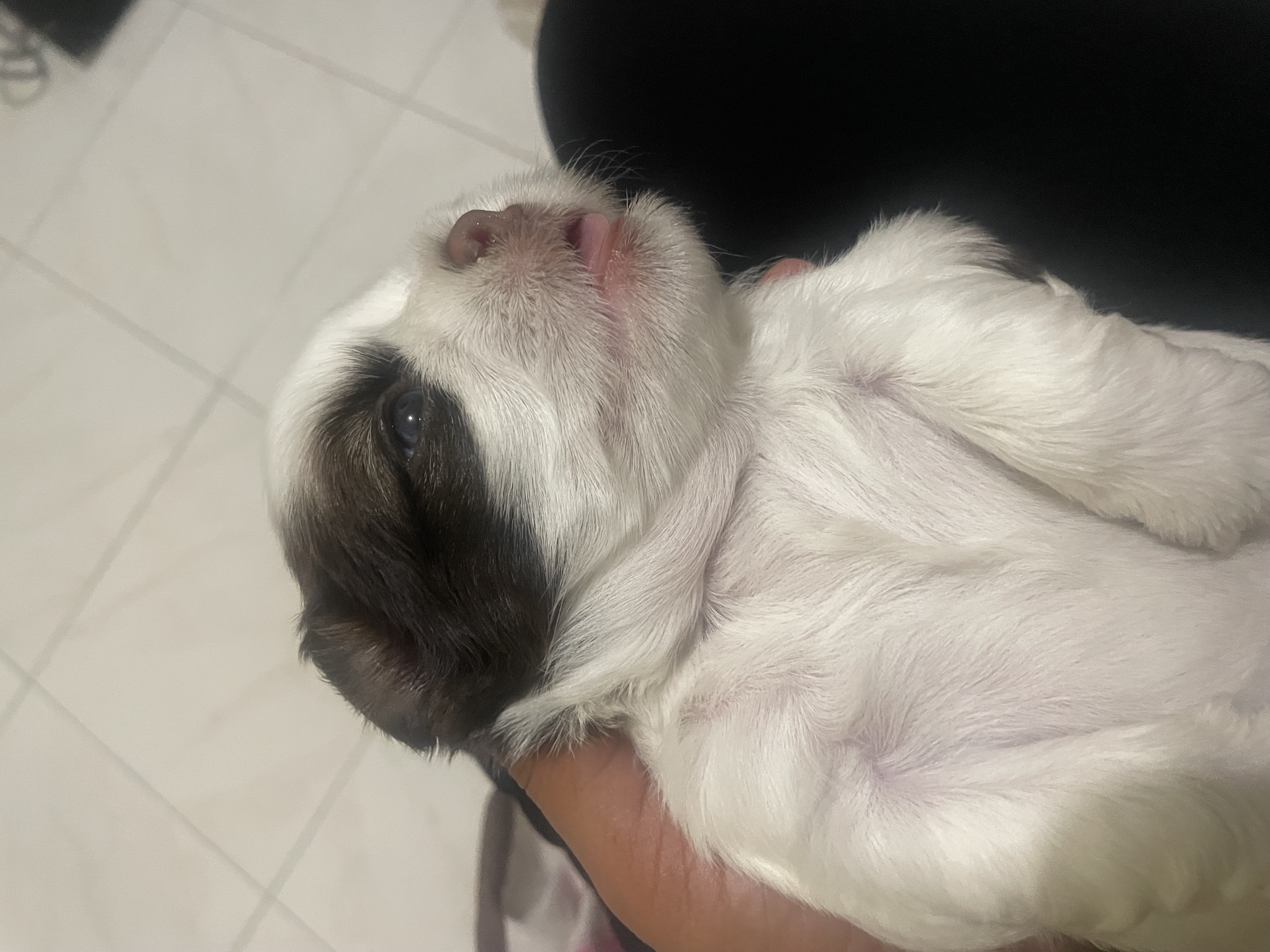 animales y mascotas - venta shipoo  6