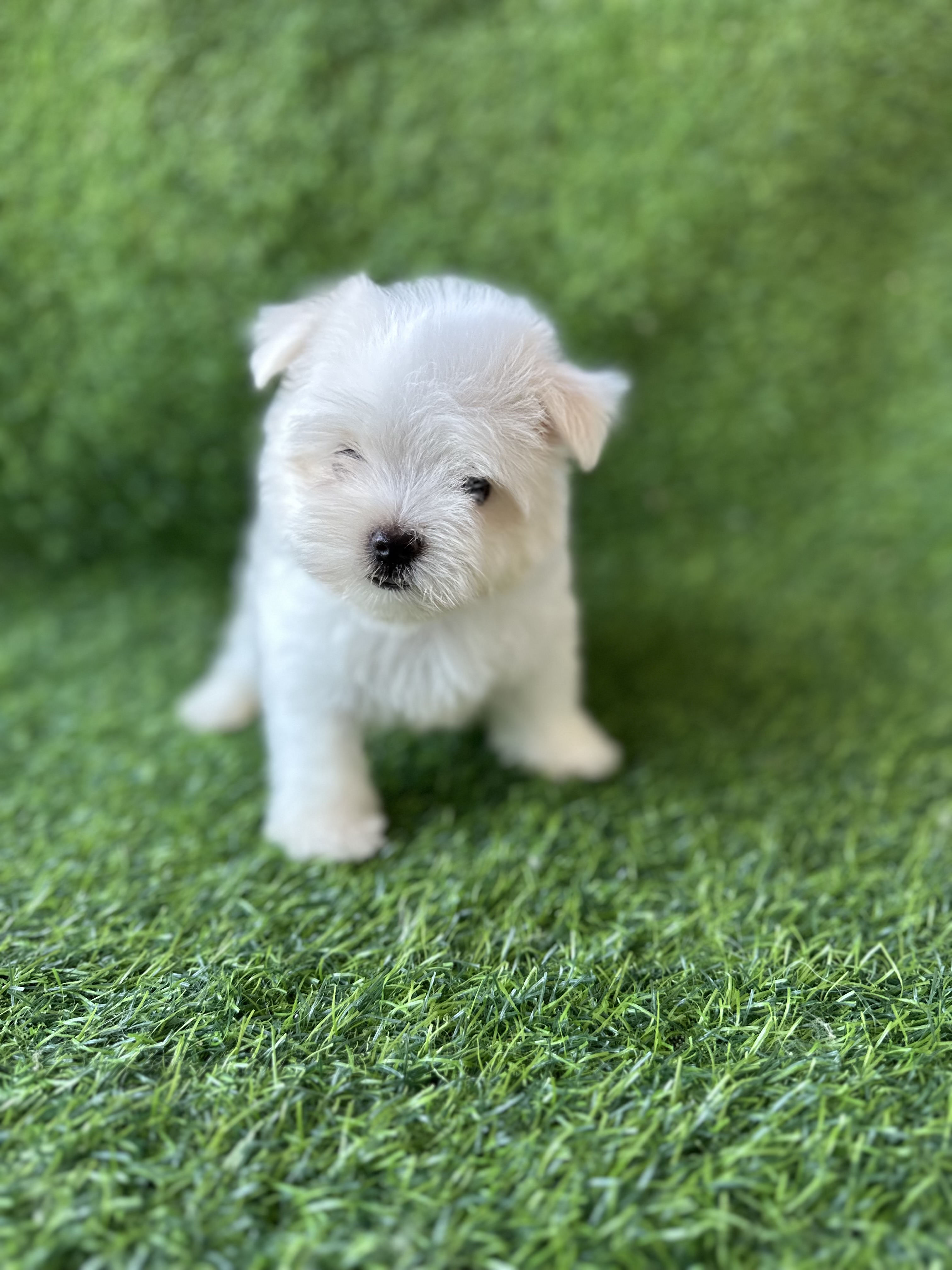 animales y mascotas - MALTES MACHOS !! OFERTA SOLO POR HOY!!  2