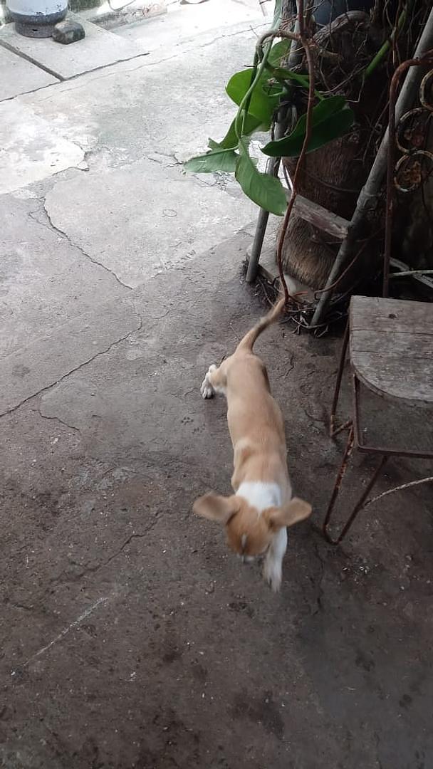 animales y mascotas - regalo urgentemente perro mestizo ligado con labrador 8meses interesado llamar  4