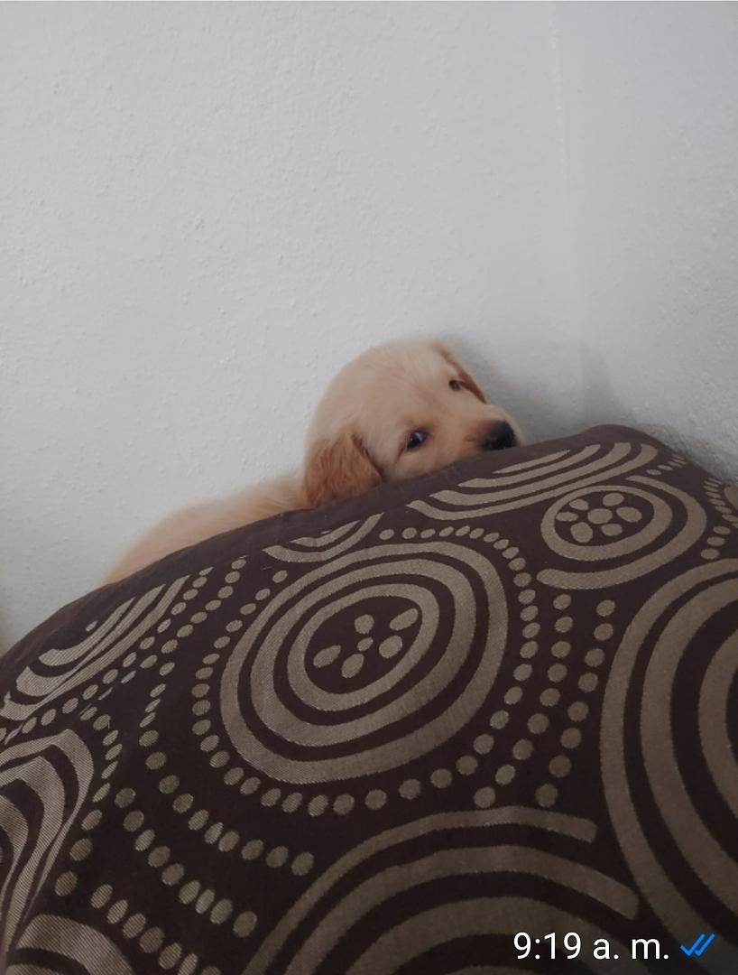 animales y mascotas - Lindas tiernas y adorables cachorras Golden Retriever disponibles  2