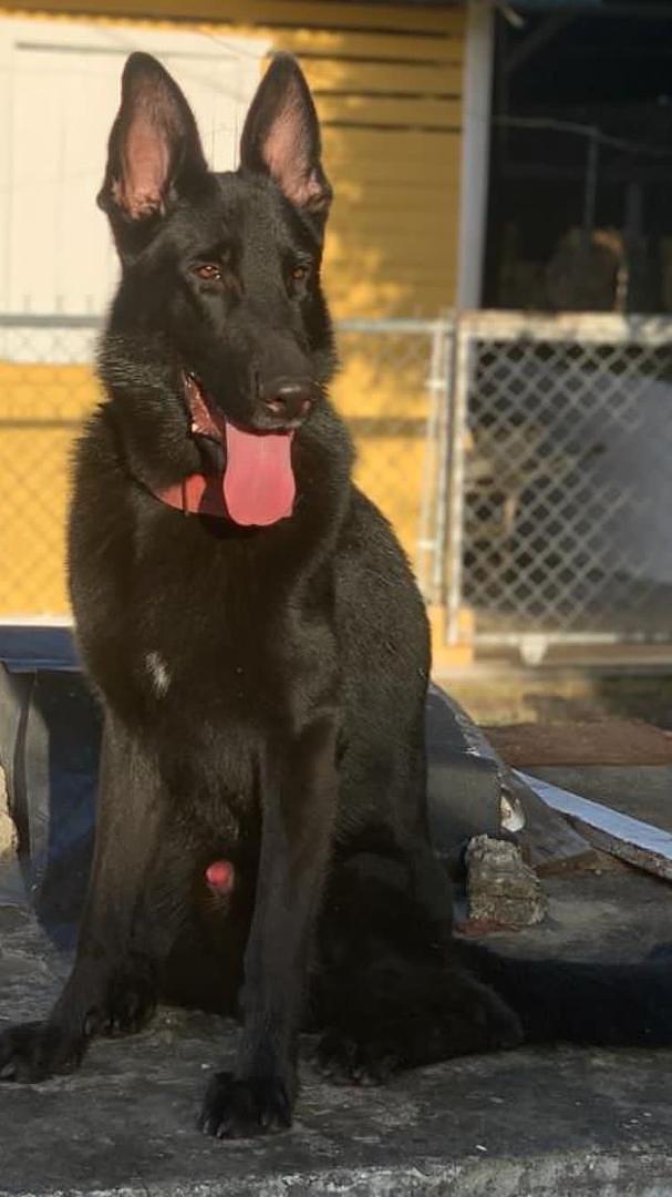 animales y mascotas - pastor aleman negro sólido cachorros disponibles 