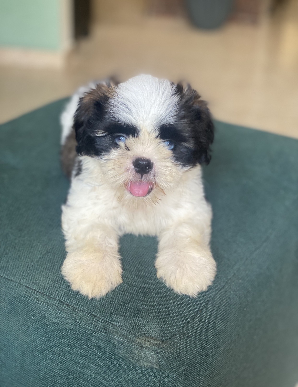 animales y mascotas - shih tzu hembra  0