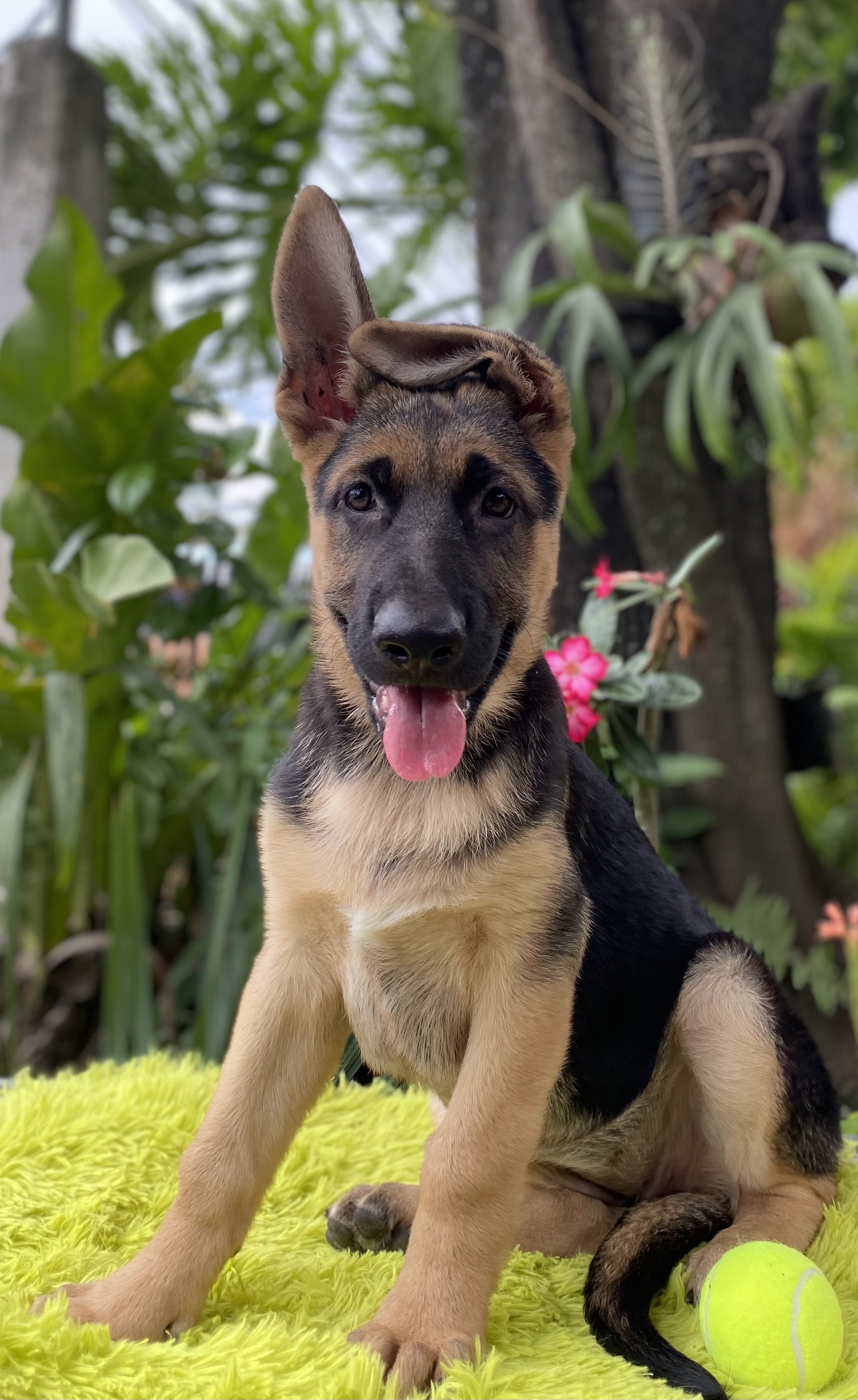 animales y mascotas - pastor aleman 