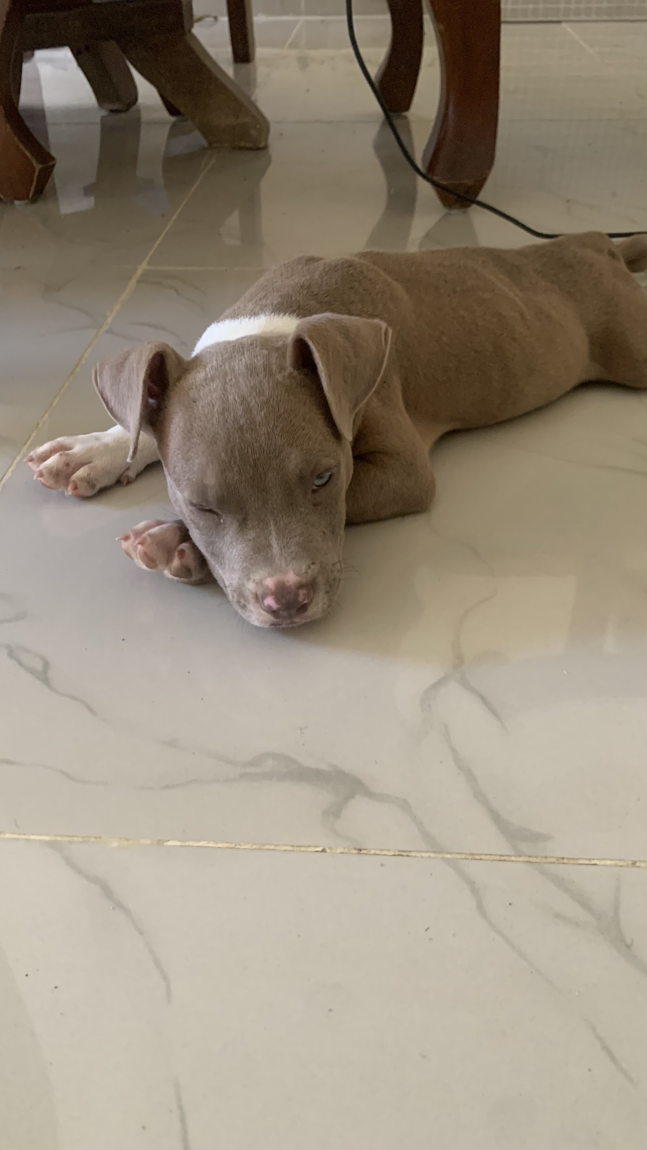 animales y mascotas - se vende pitbull puro cachorro de 2 meses  1