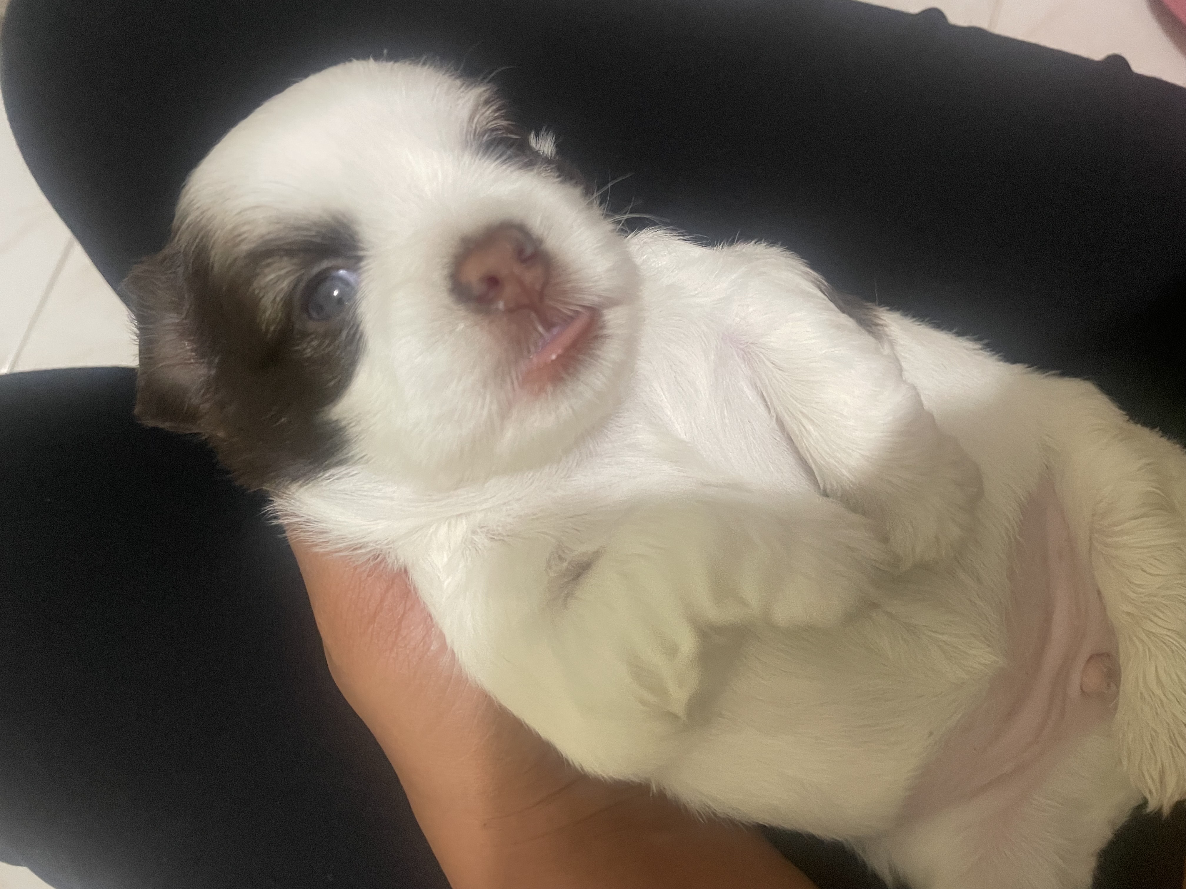 animales y mascotas - venta shipoo  7